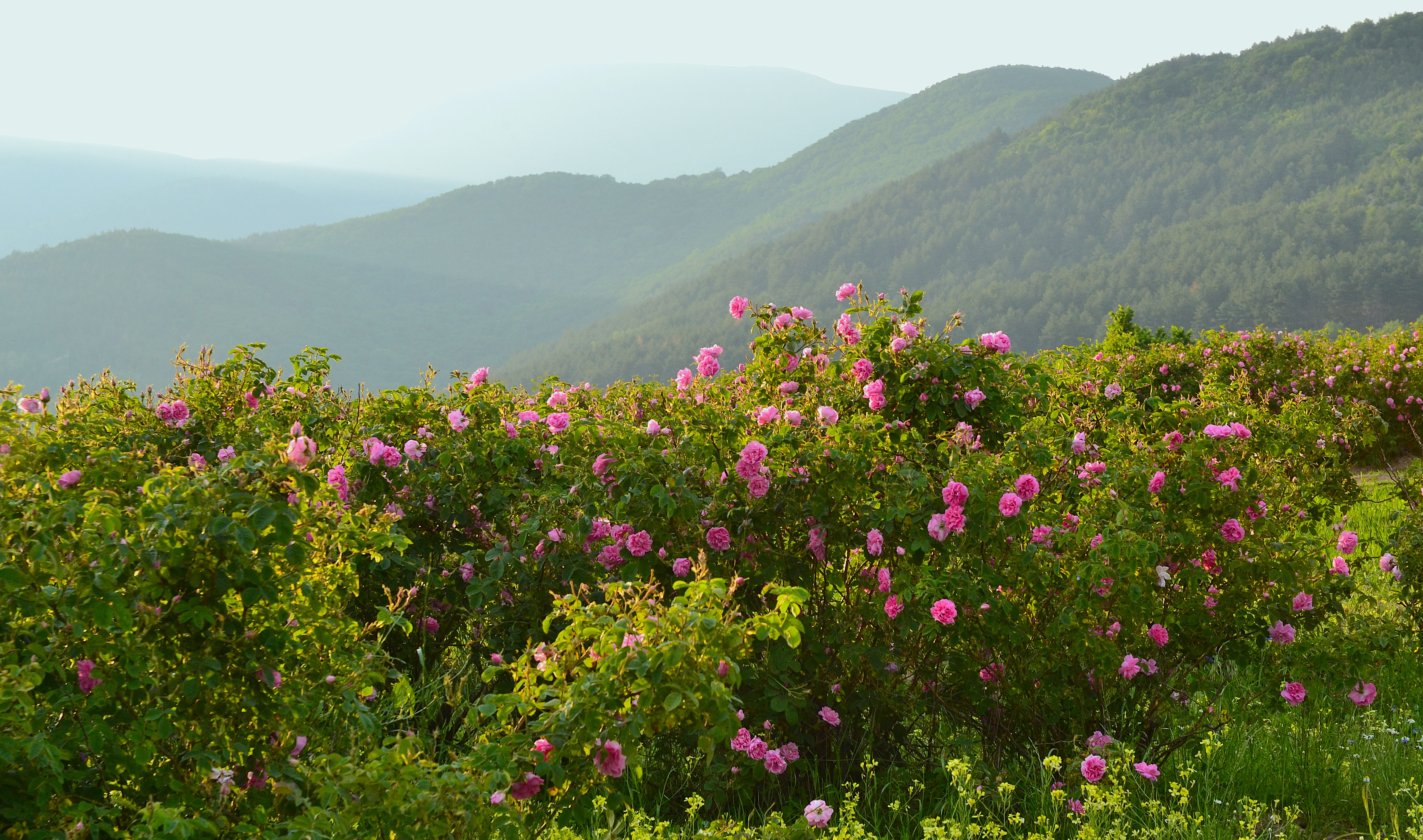 , Юлияна Стоянова