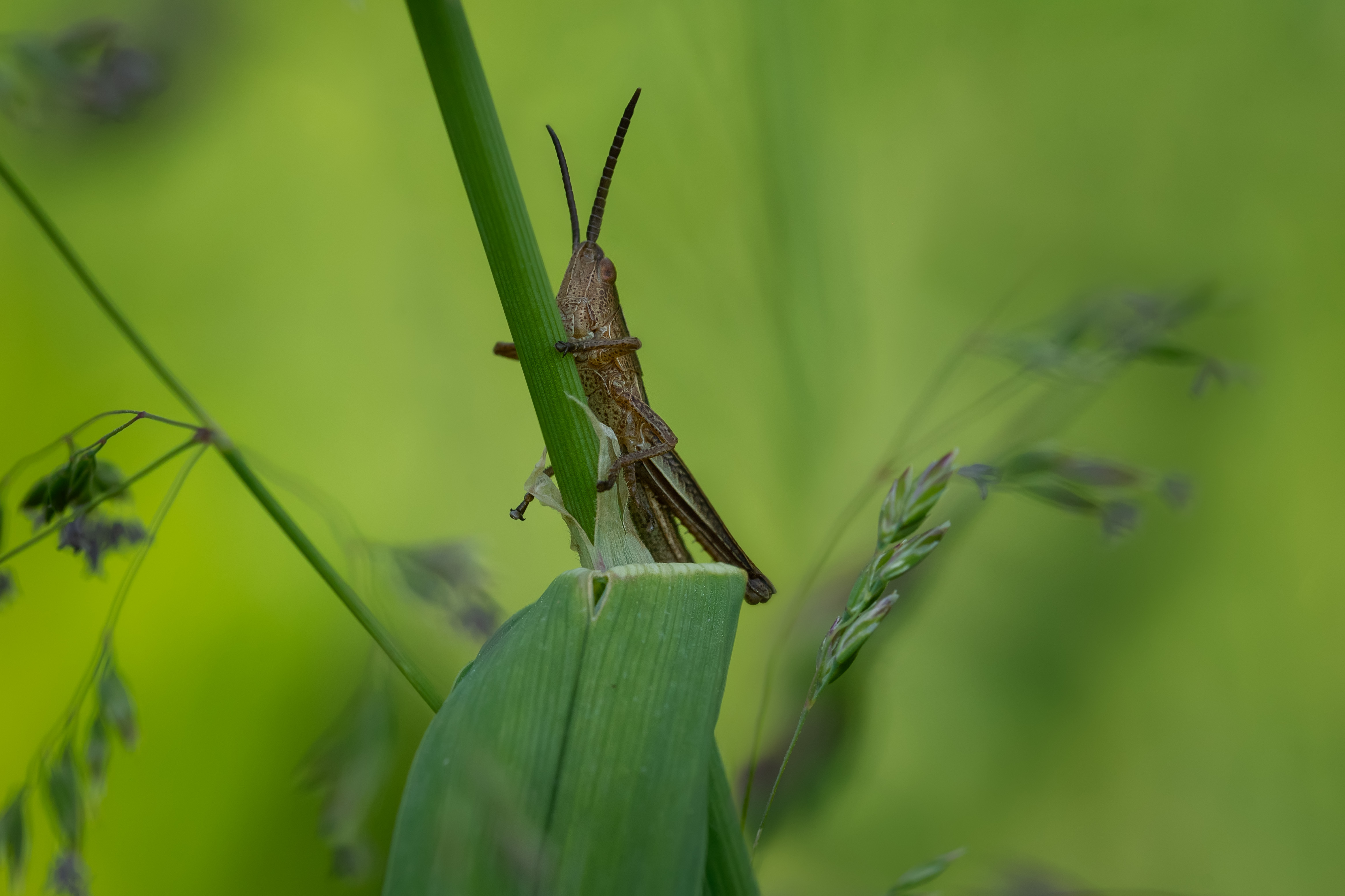 , Рагинская Ольга