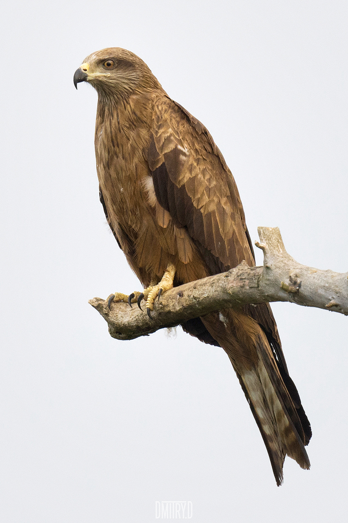 чёрный коршун,, Дмитрий Доронин