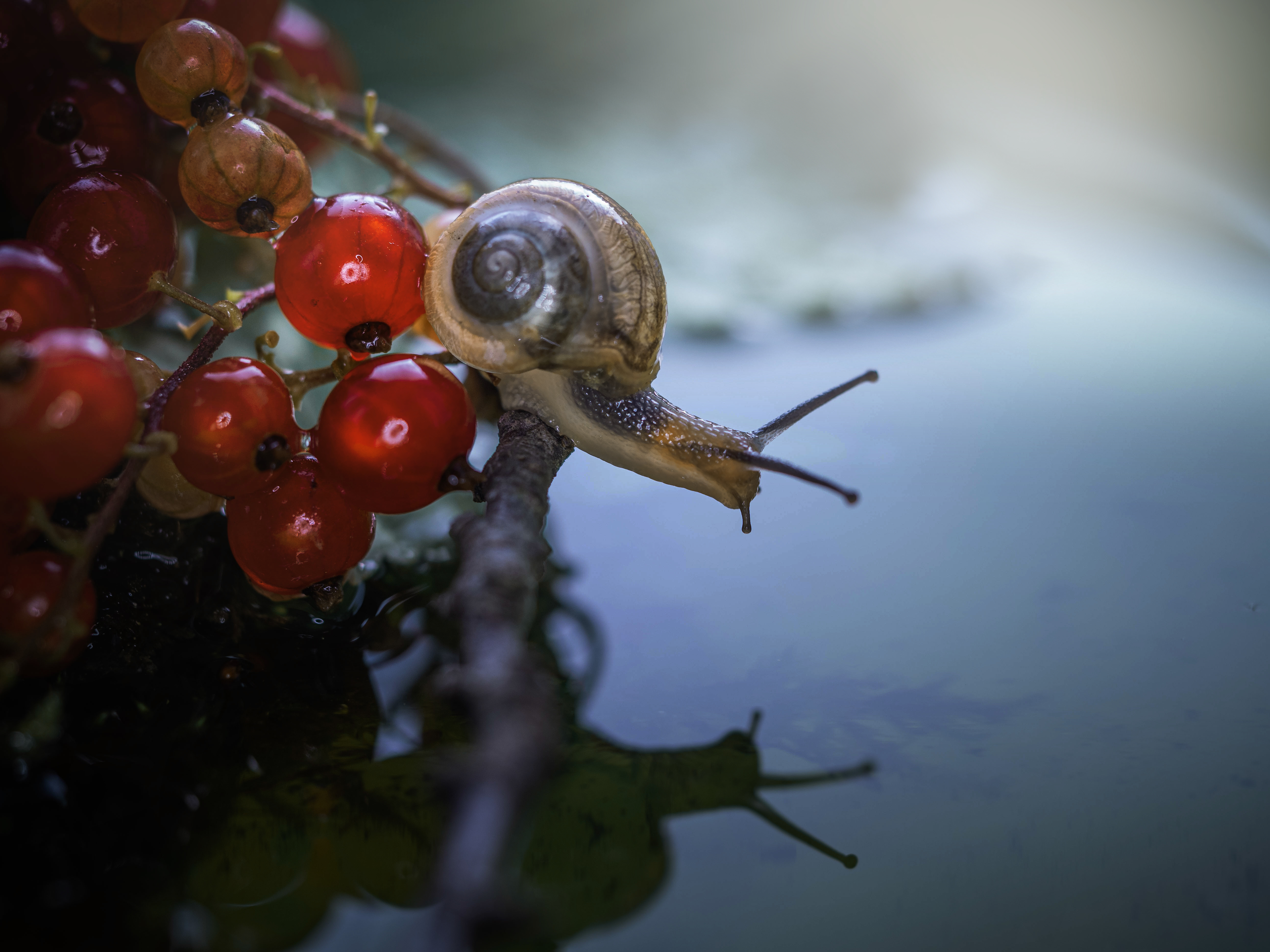 , Лапшина Владлена