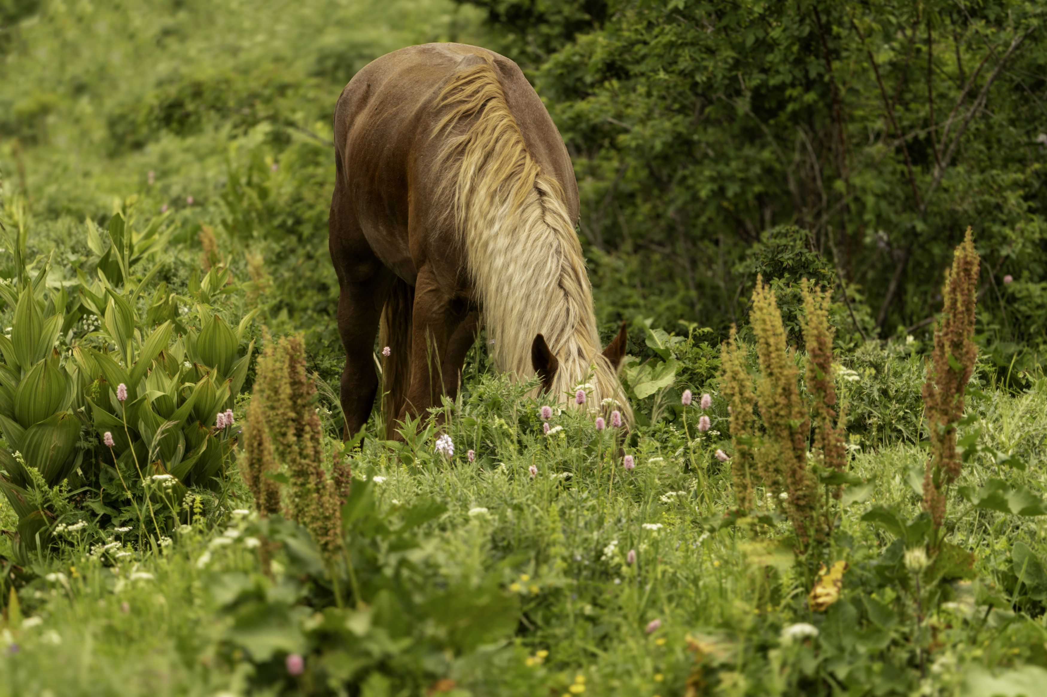 россия, краснодарский край, мостовской район, бароновы поляны, лошадь, конь,, Гаврилов Юрий