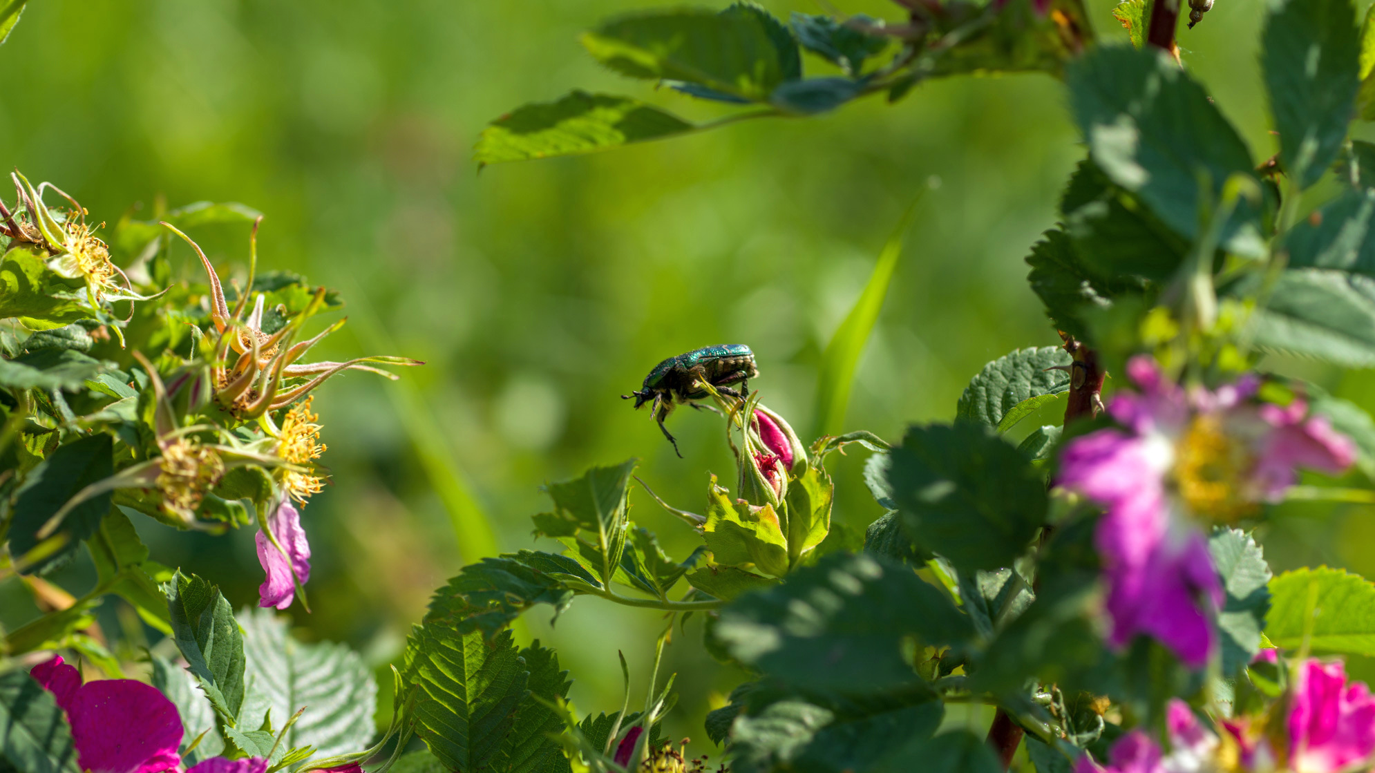 , Шустиков Дмитрий