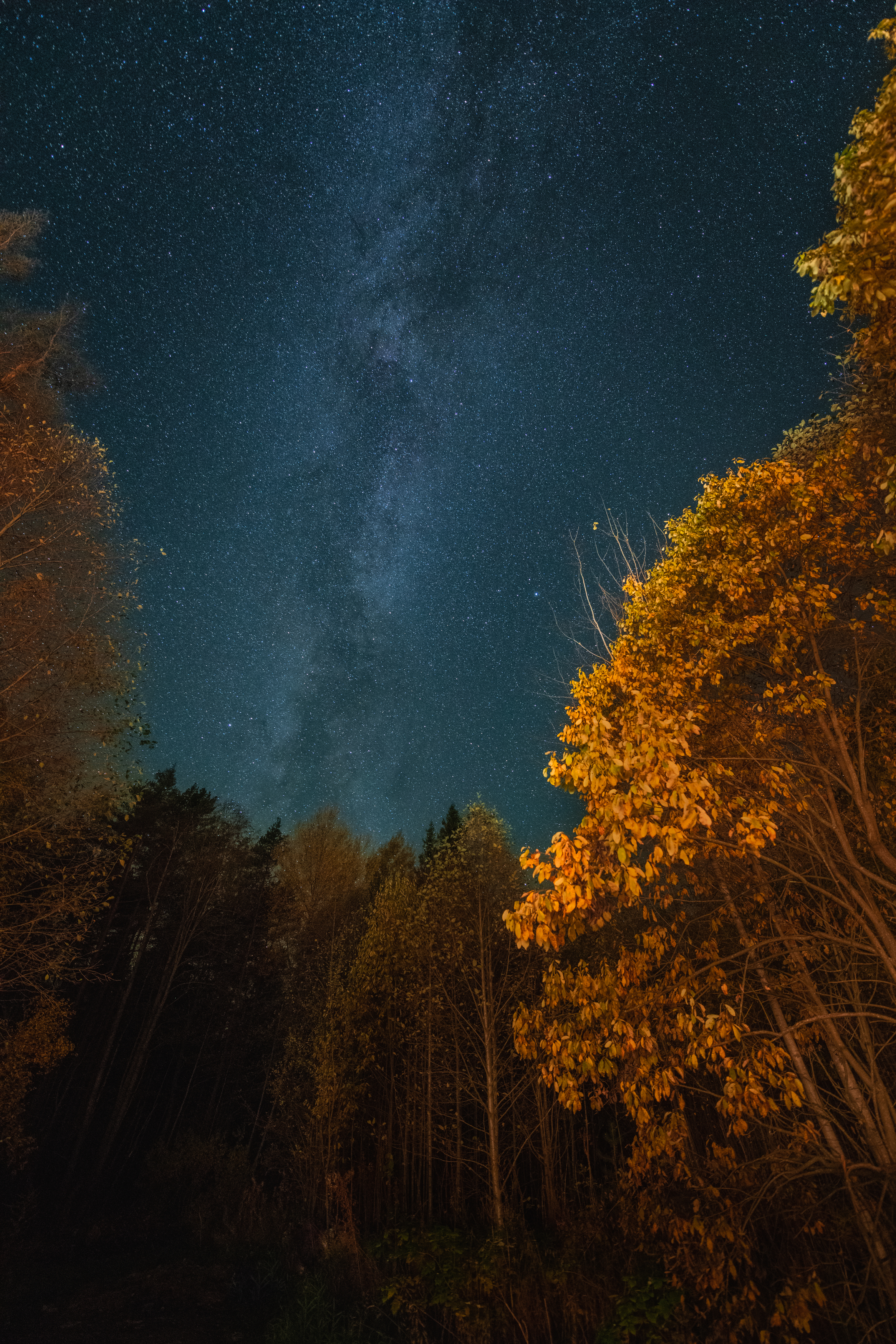 Ночное небо, звезды, Млечный путь, лес, осень, Denis Koshkin