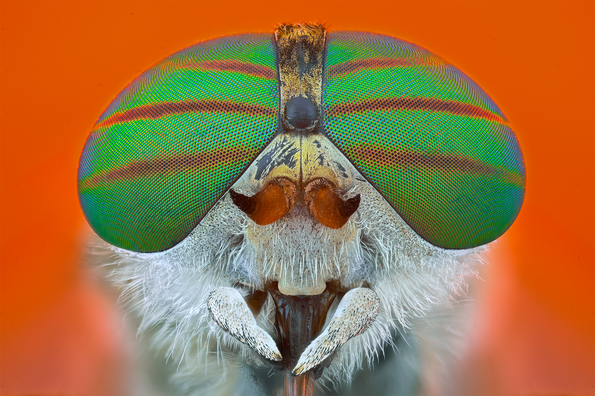 ceclii, macro, Ganev Tsvetan