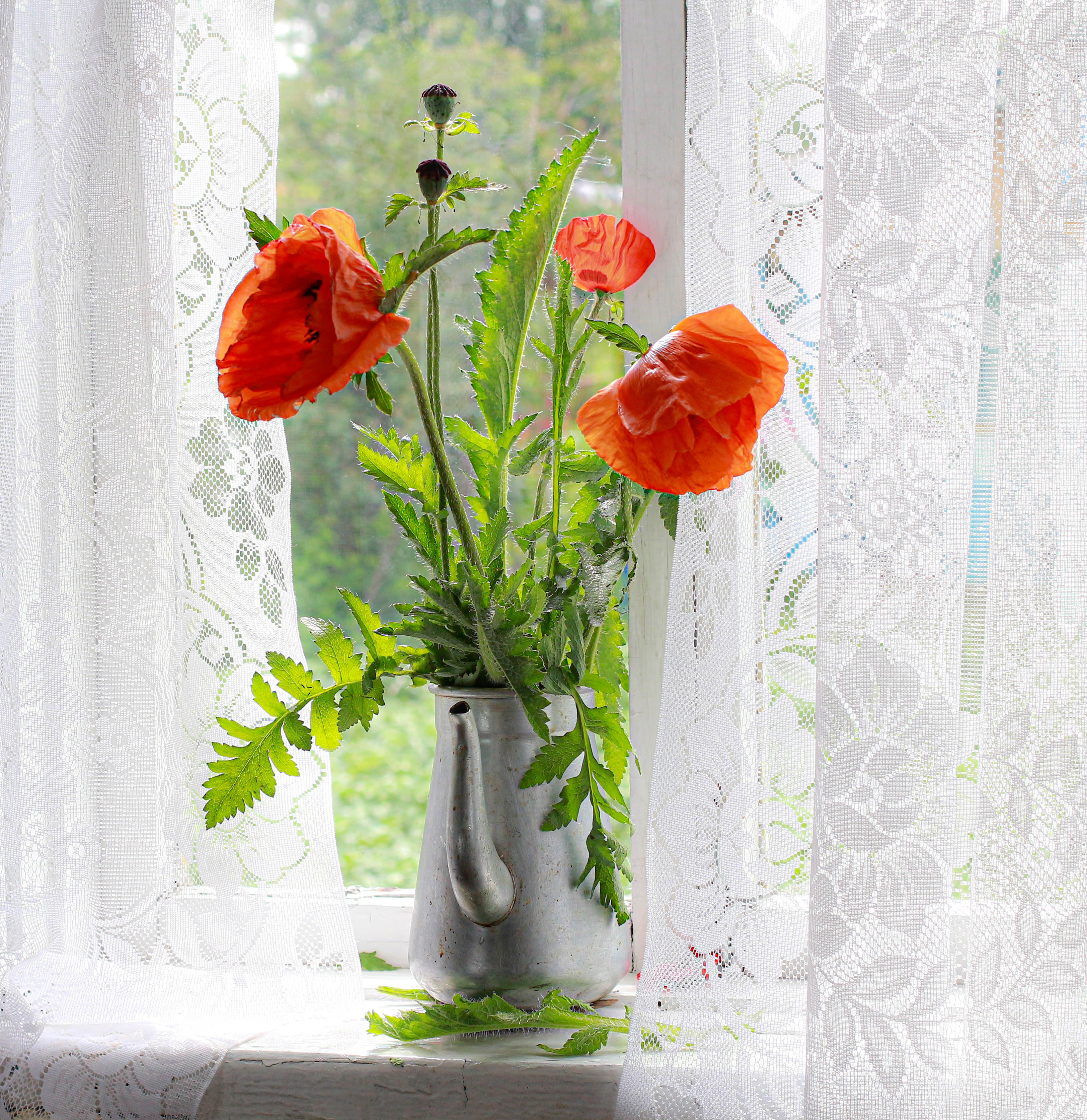 натюрморт, фотонатюрморт, still life, stillifefoto, лето, маки, цветочный_натюрморт, наталья_казанцева, Наталья Казанцева