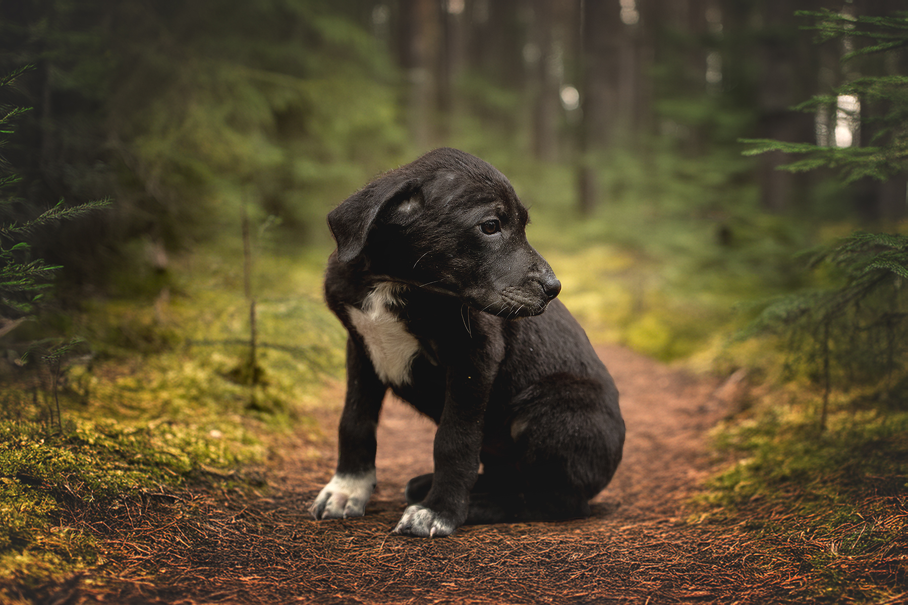 , Елена Самусенкова