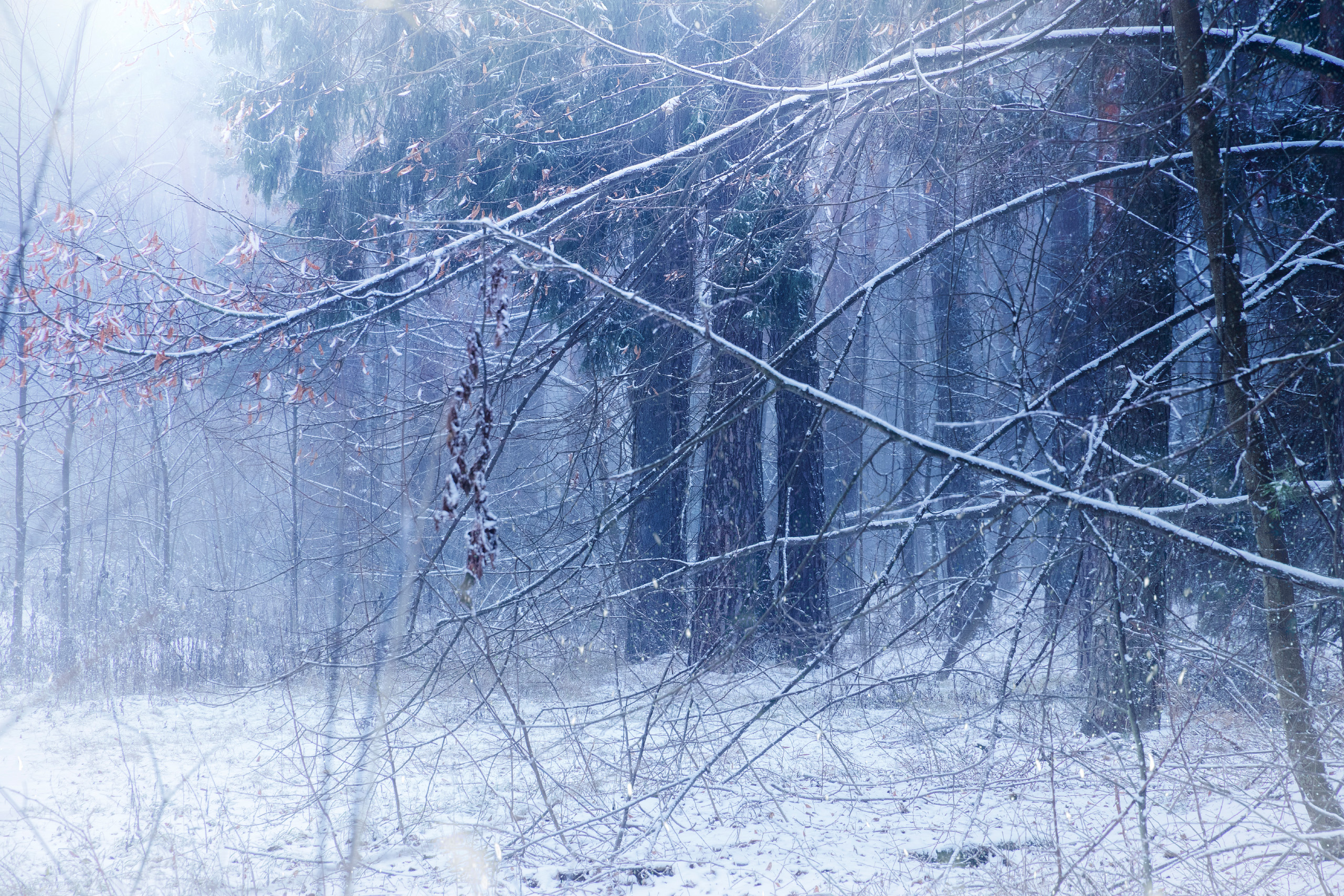 лес, снег, Валерий Вождаев