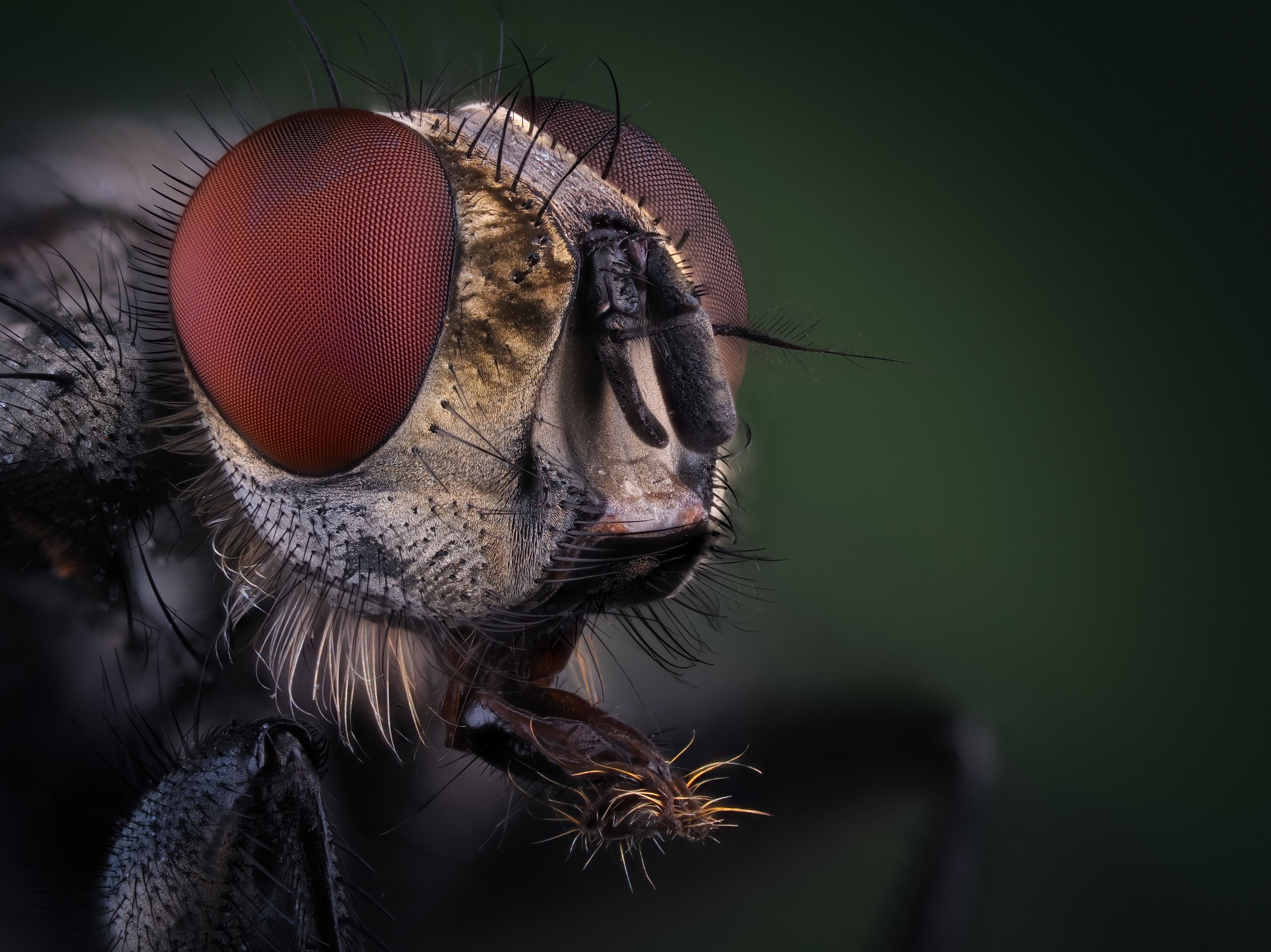 , Олег Савицкий