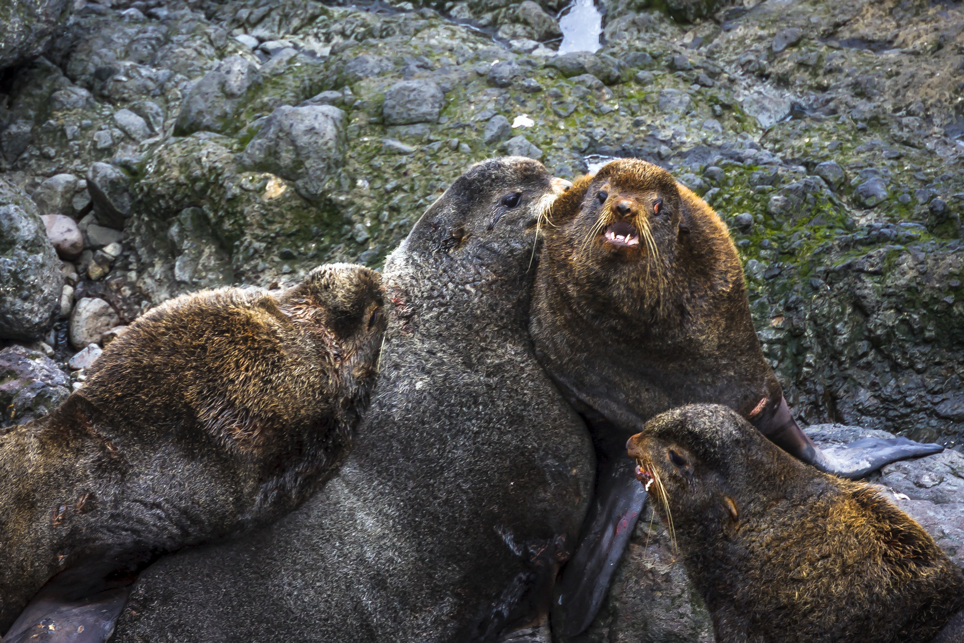 северные морские котики, морские млекопитающие, ушастые тюлени, ссора, драка, битва, секачи, командоры, Уткин Дмитрий