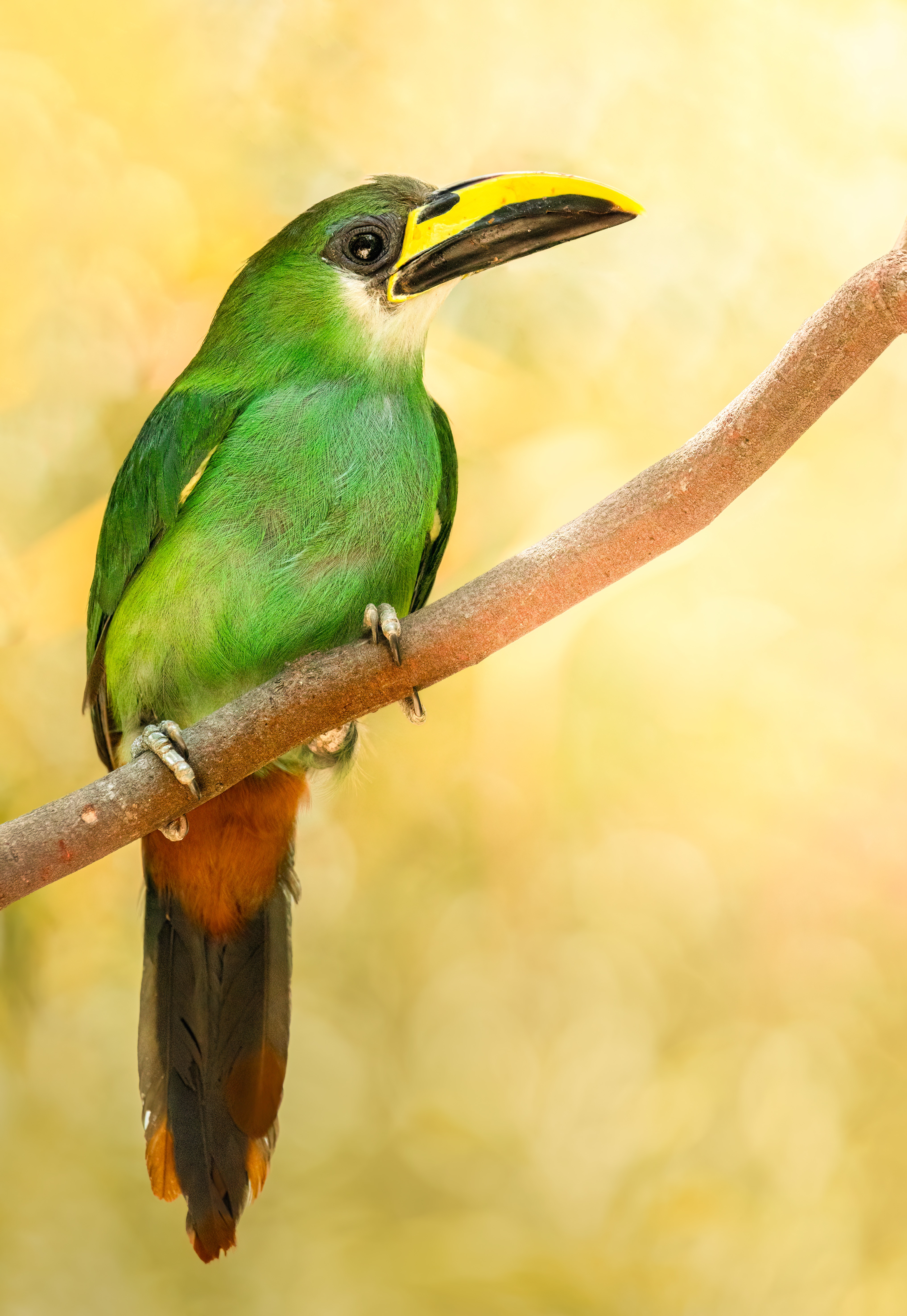 , Maikel Valle Clara