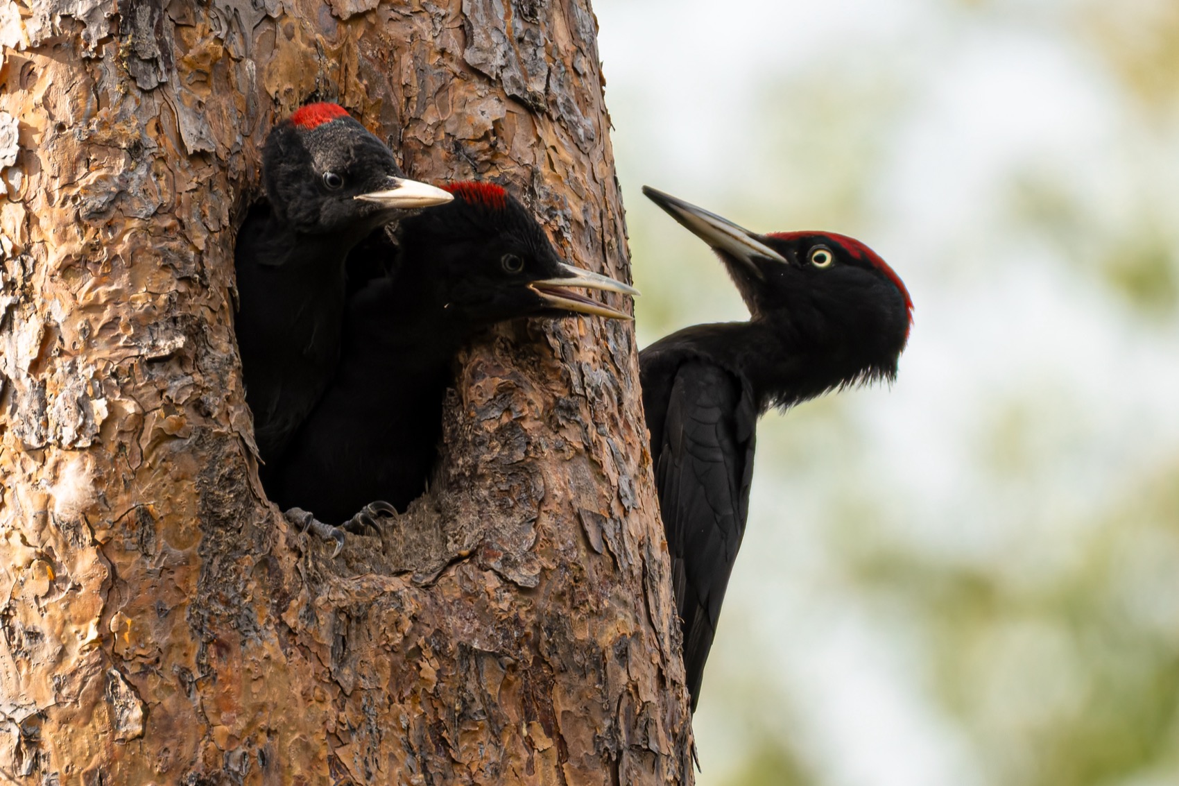 желна, черный дятел, дятел, птенец, птицы, Руслан Pl