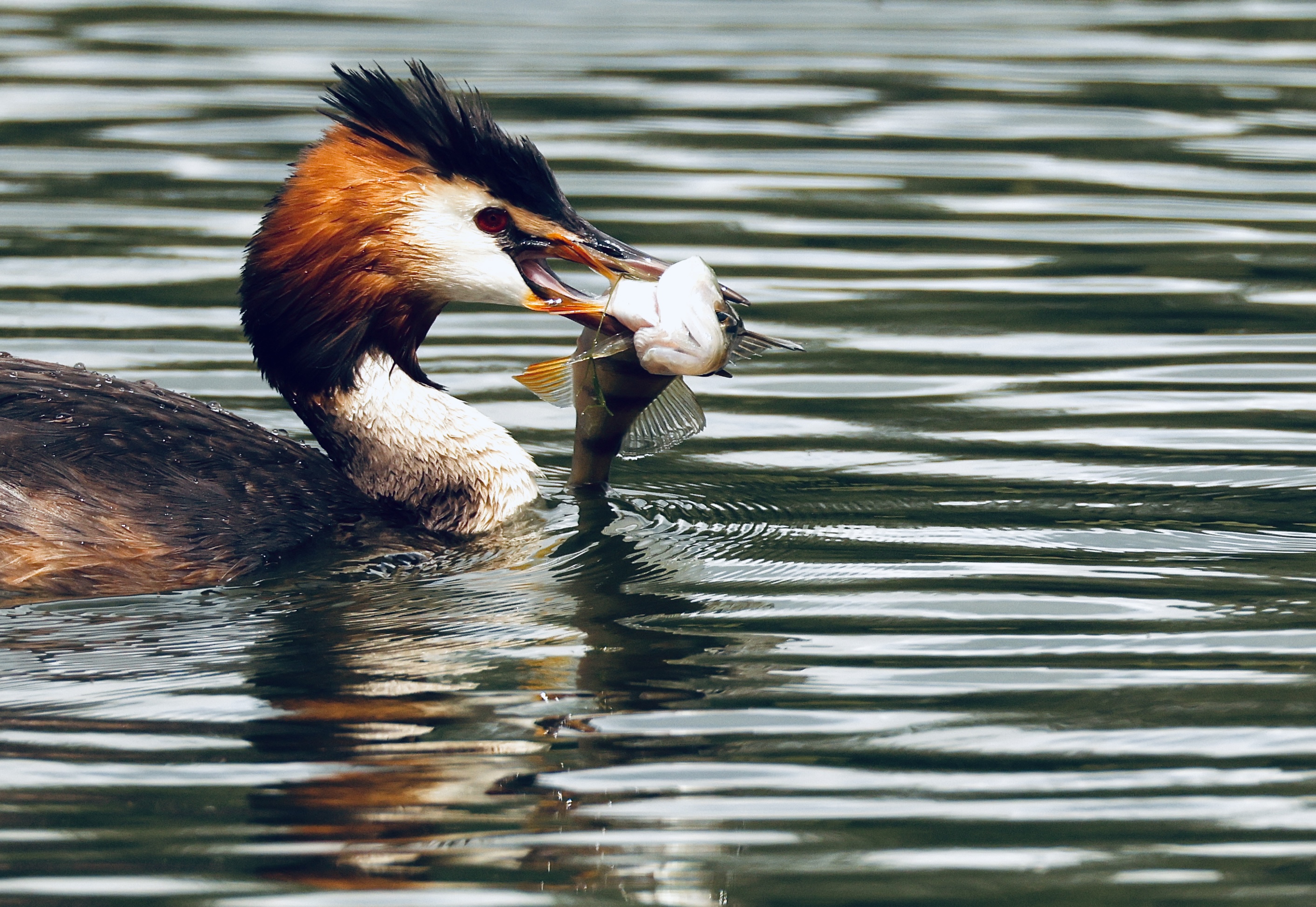 , Голубков Леонид