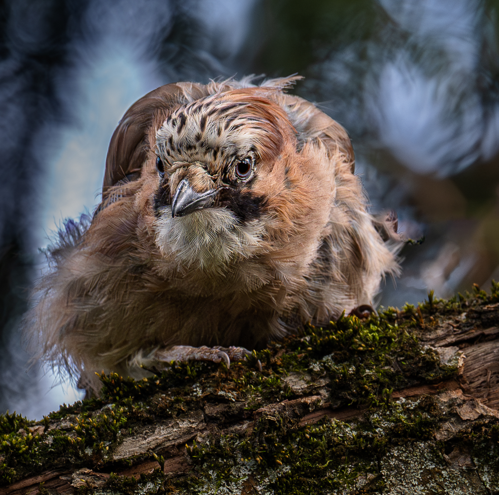 , Курлянцев Алексей