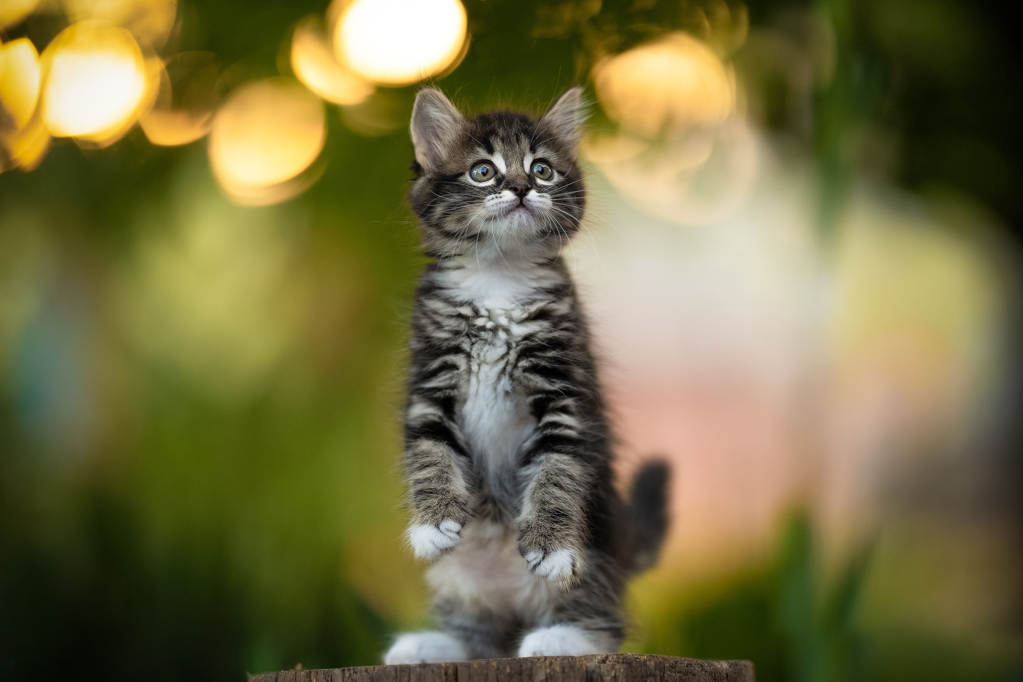 , Коротун Юрий