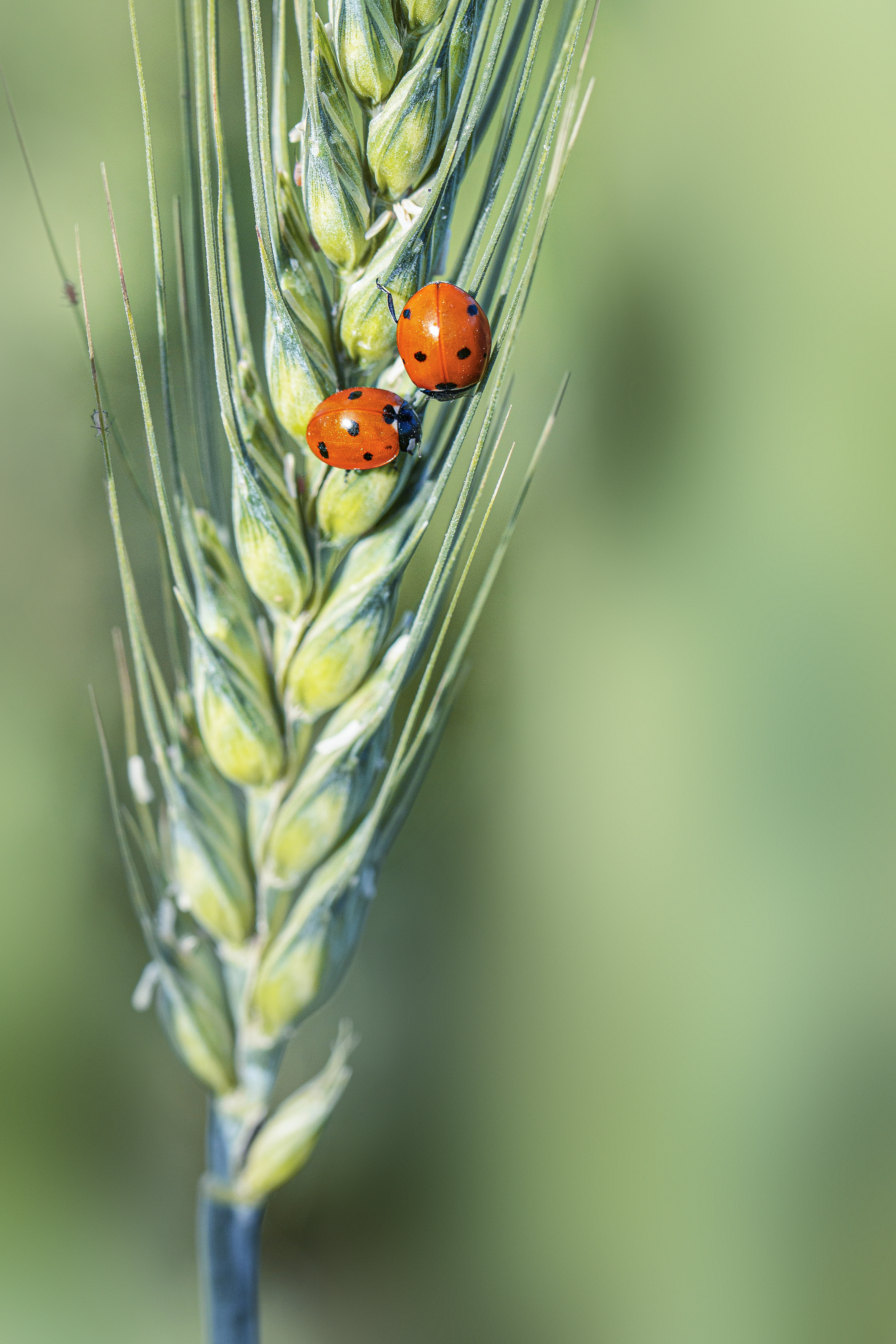 , Горбачева Маментьева Татьяна