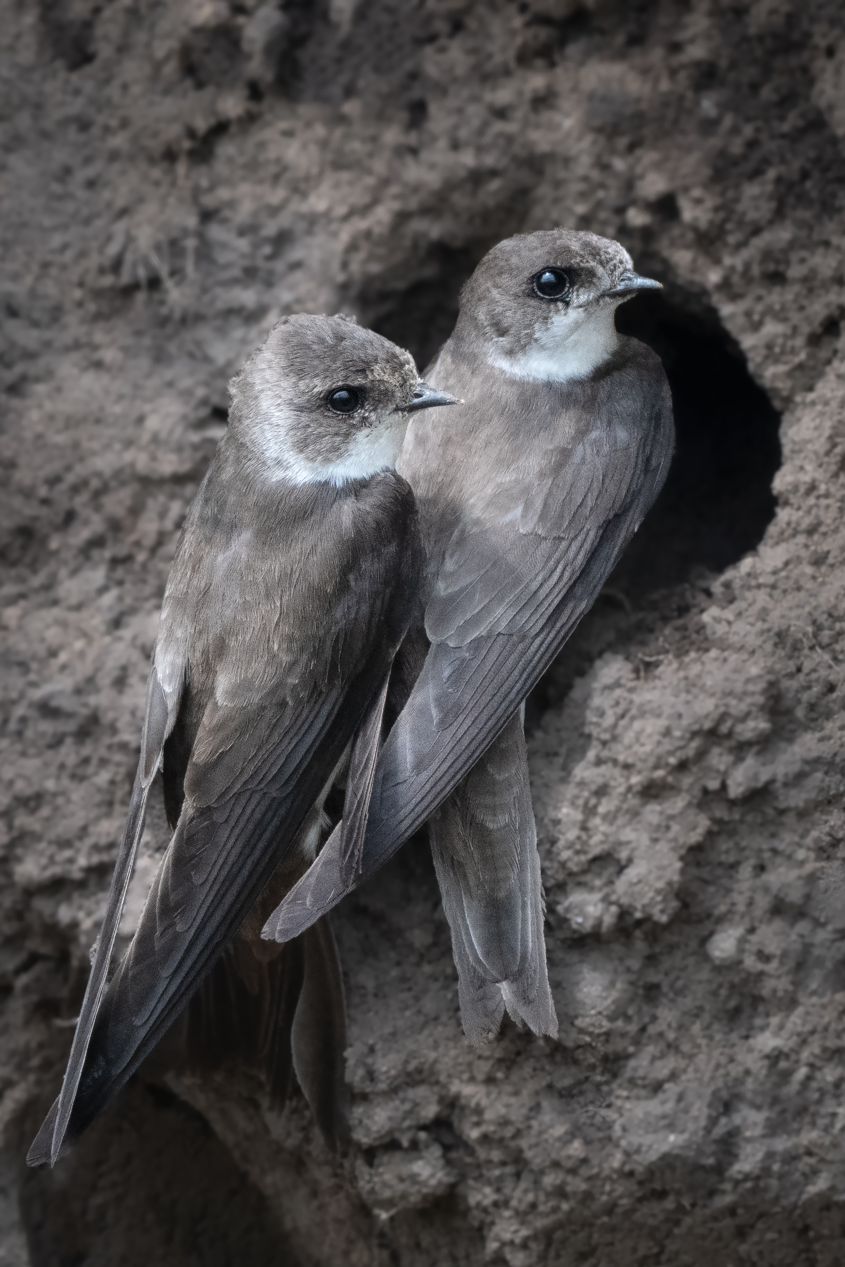 , Проценко Татьяна