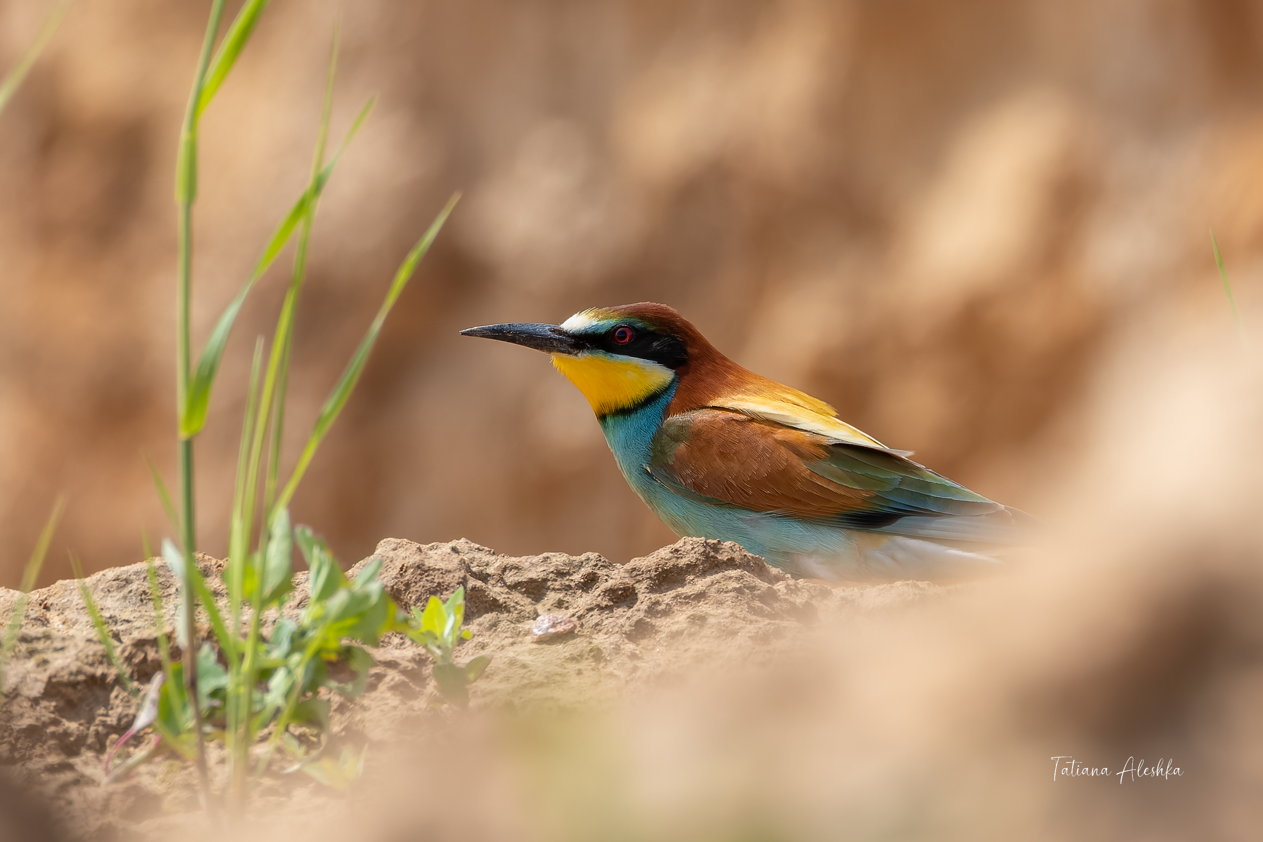 птицы, Алешка Татьяна
