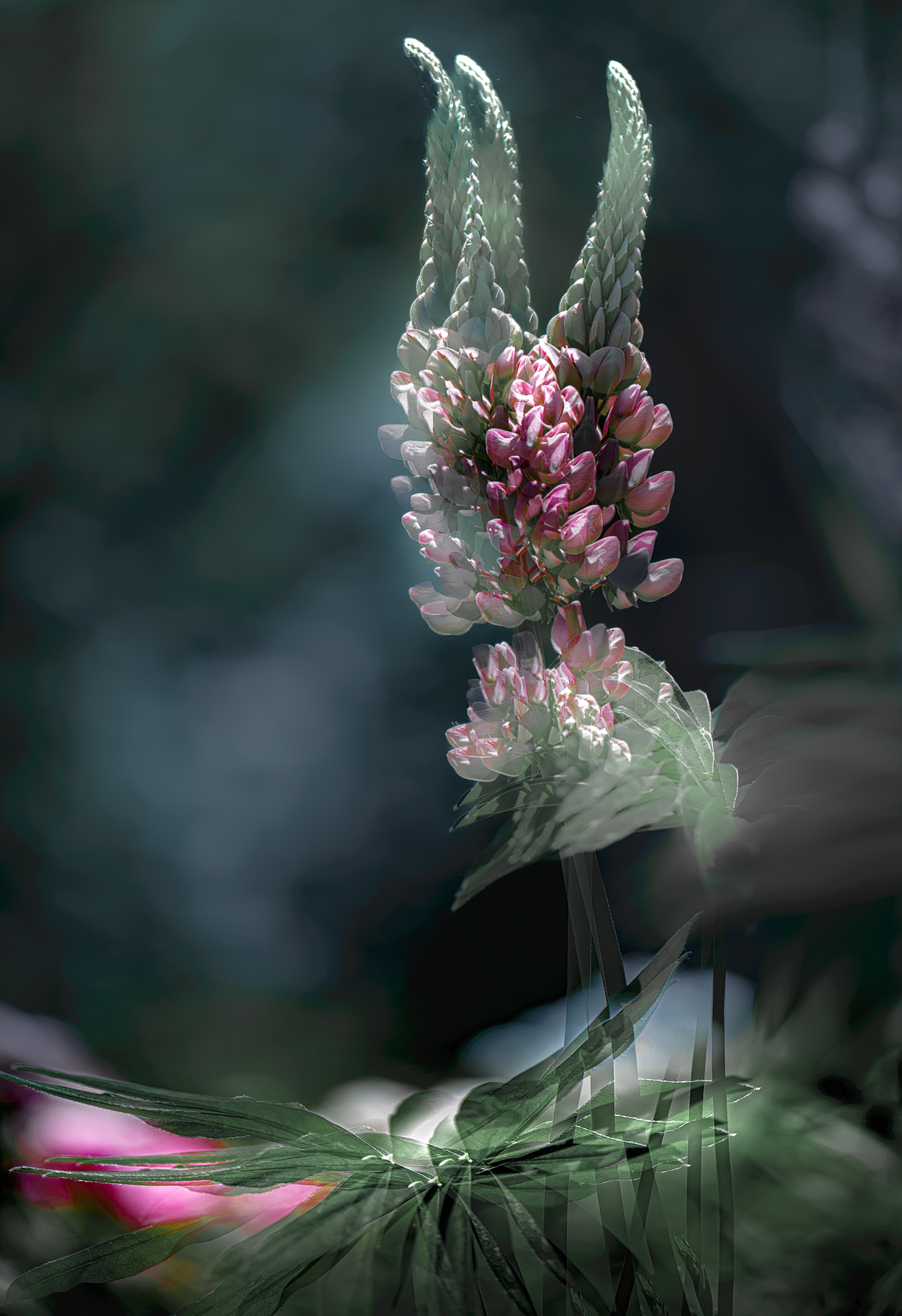 мультиэкспозиция, Неля Рачкова