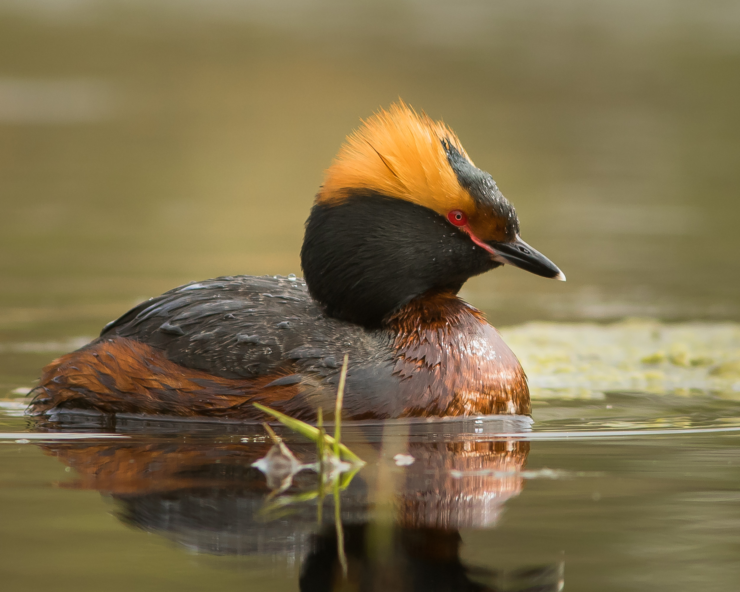 красношейная поганка, Суслов Дмитрий