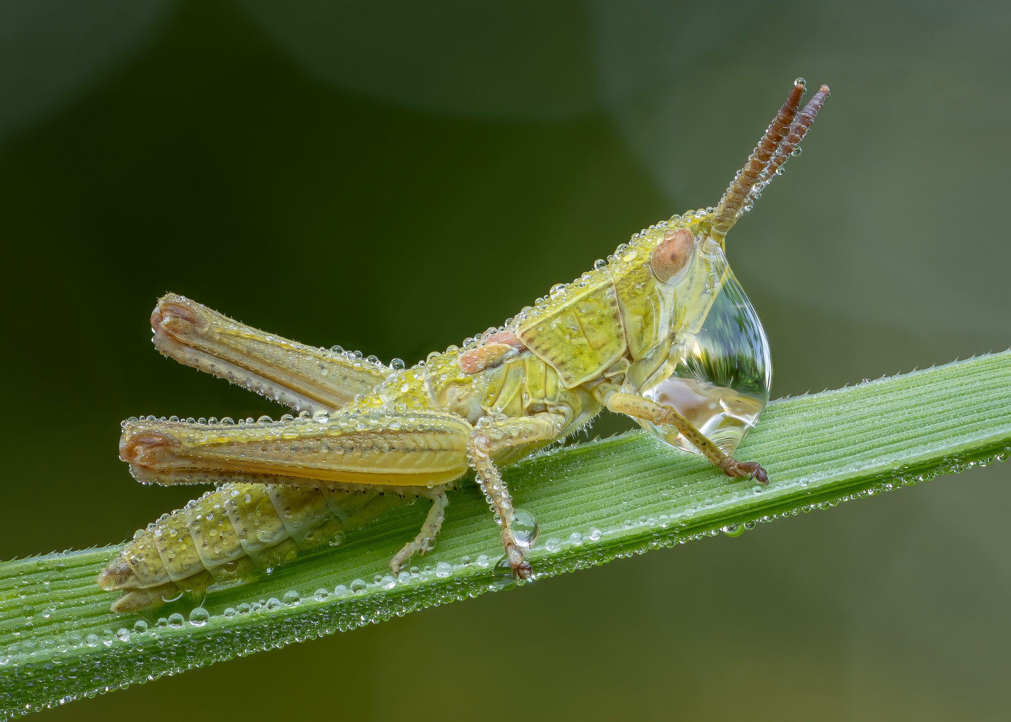 , Кузнецов Дмитрий