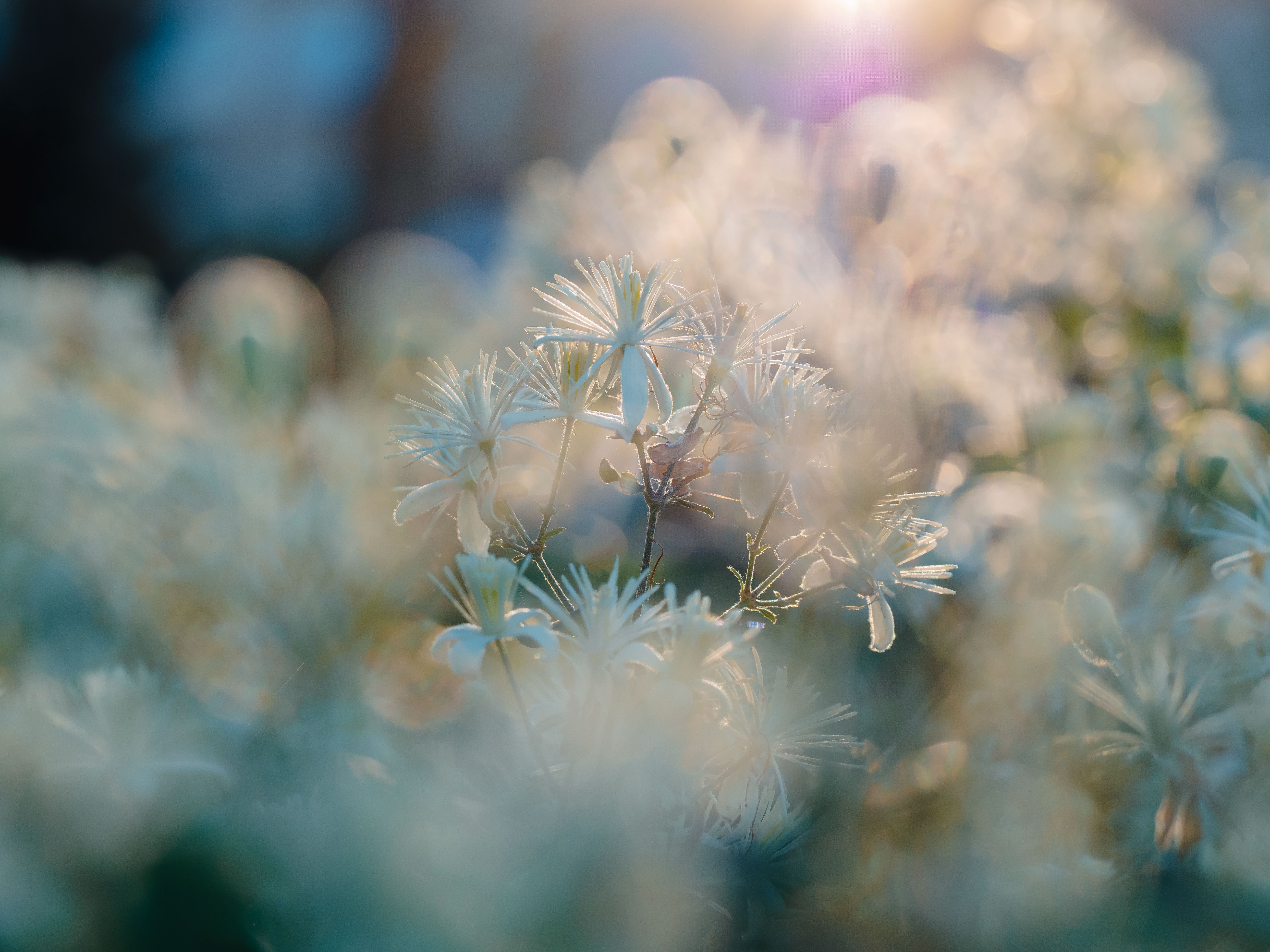 , Ирина Протченко