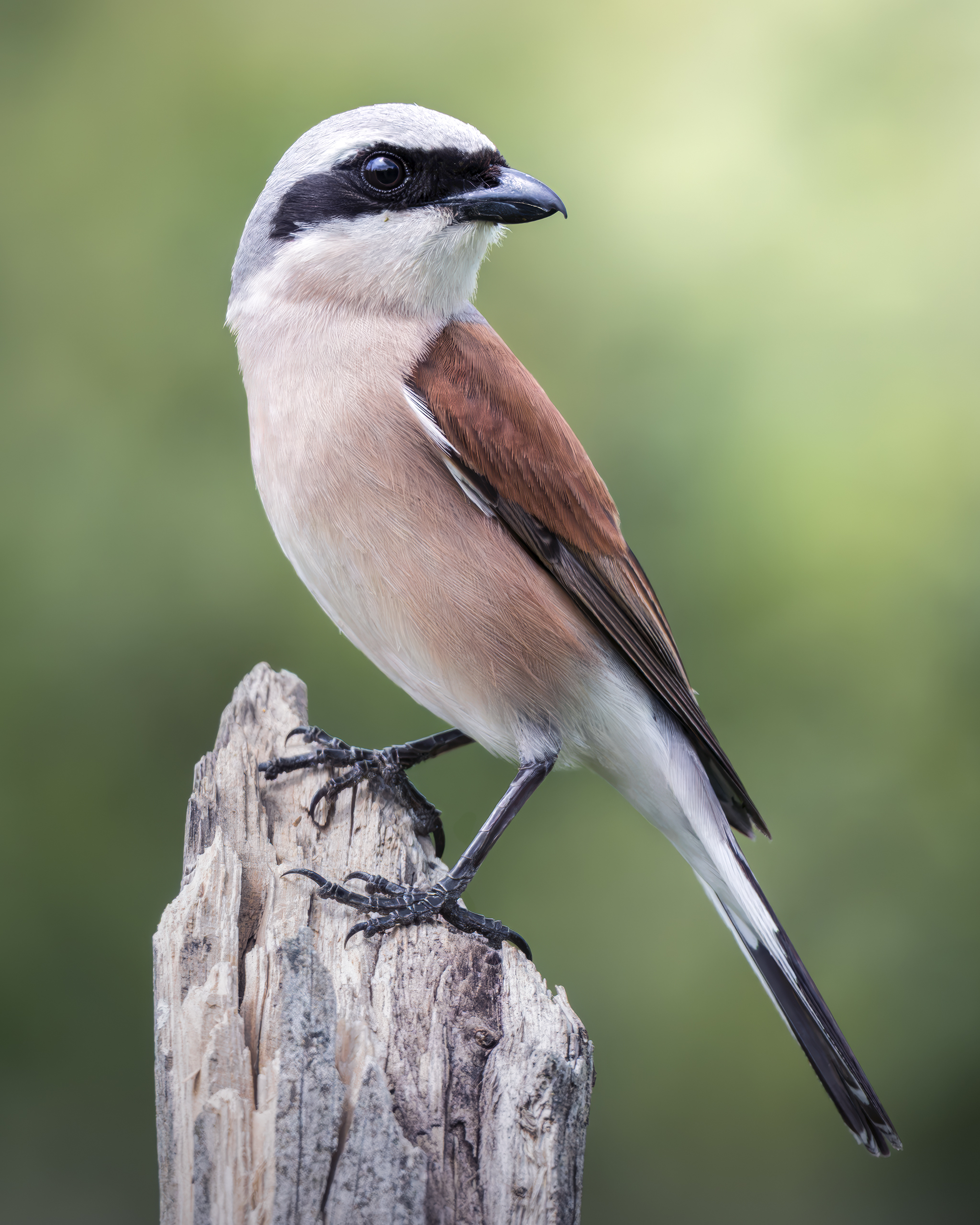 , Поляков Михаил