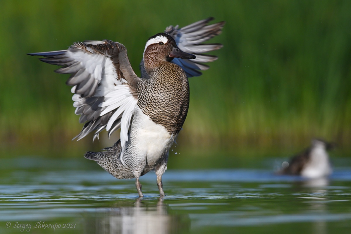, Сергей Шкарупо