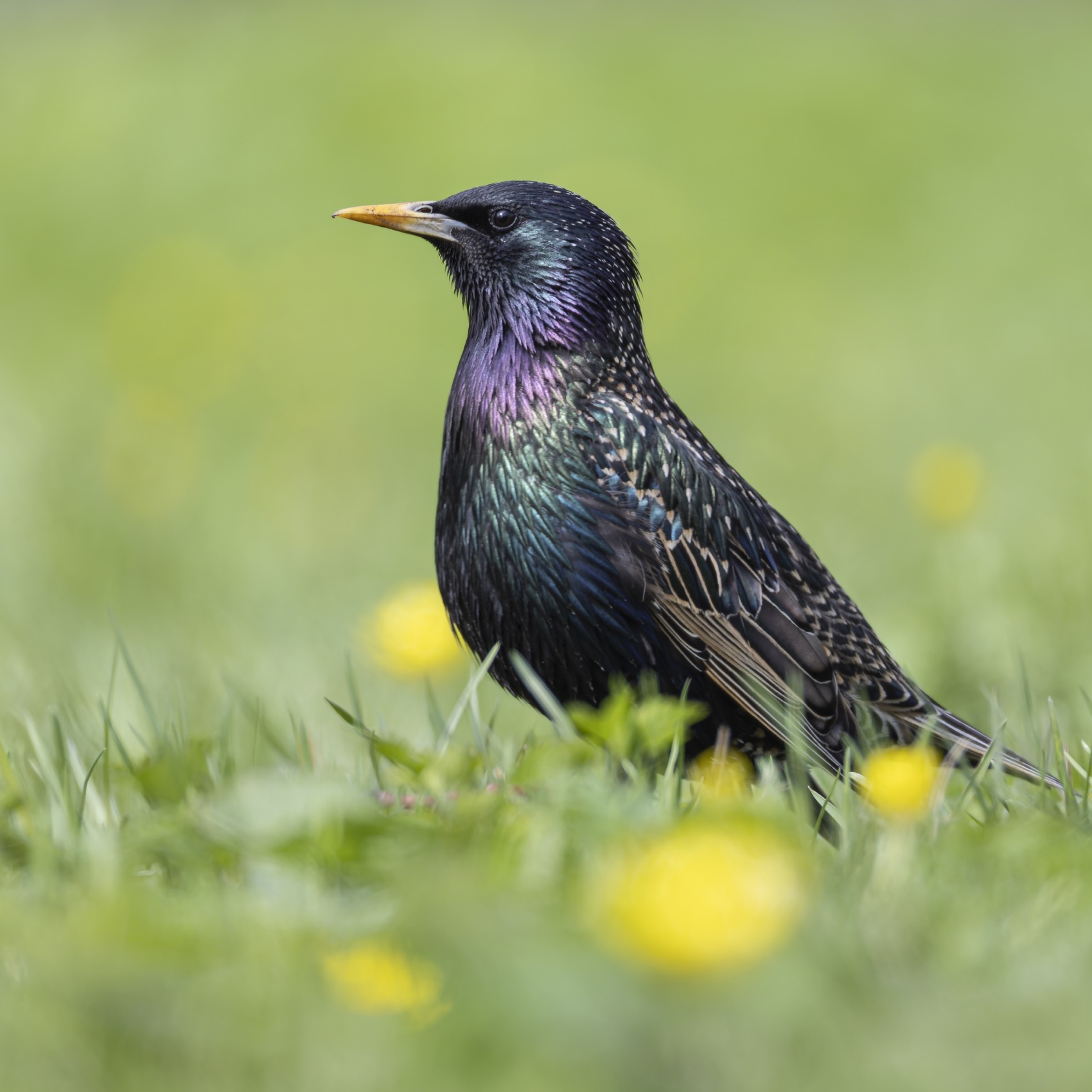 скворец, птицы, Руслан Pl