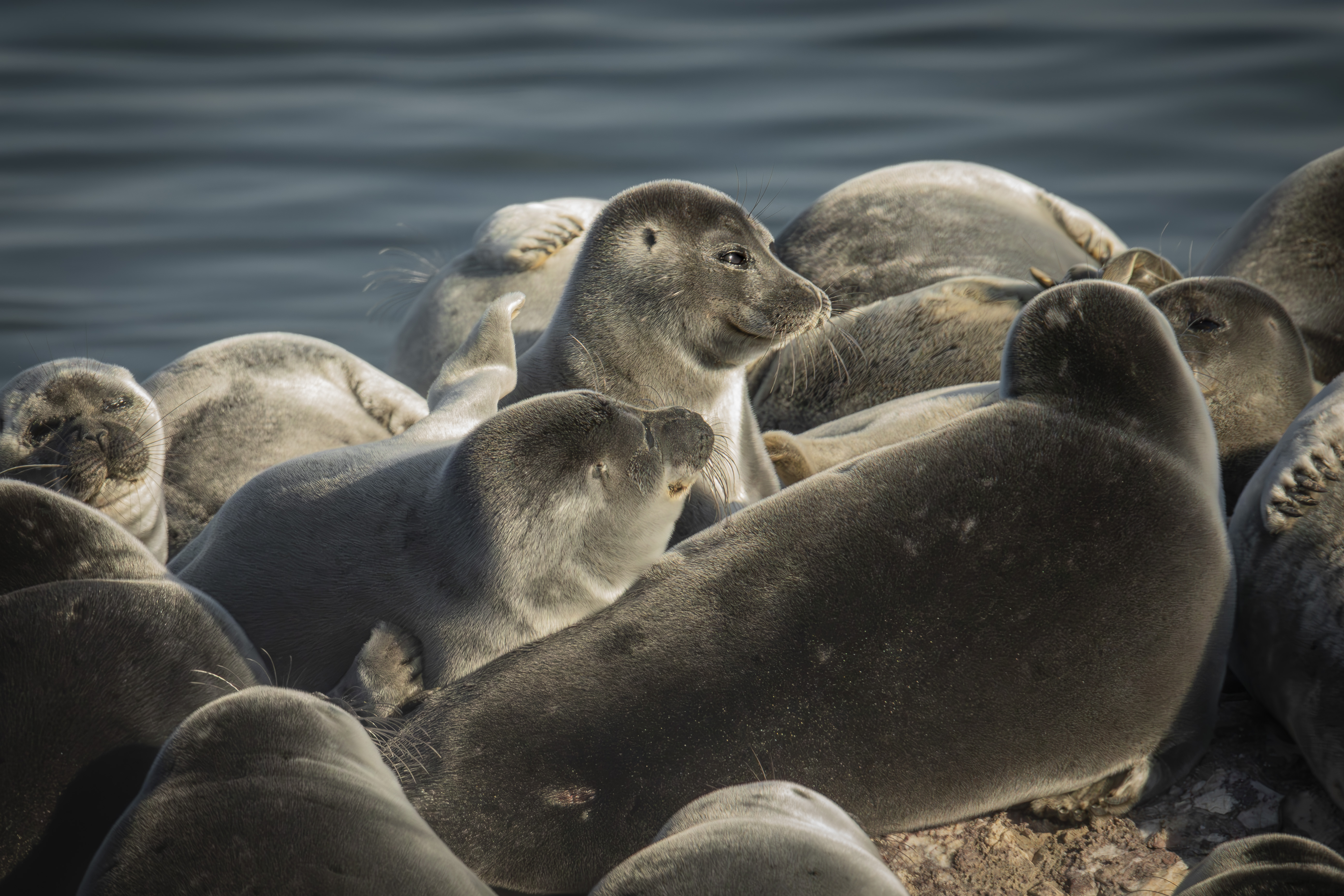 , Лаврентьев Александр