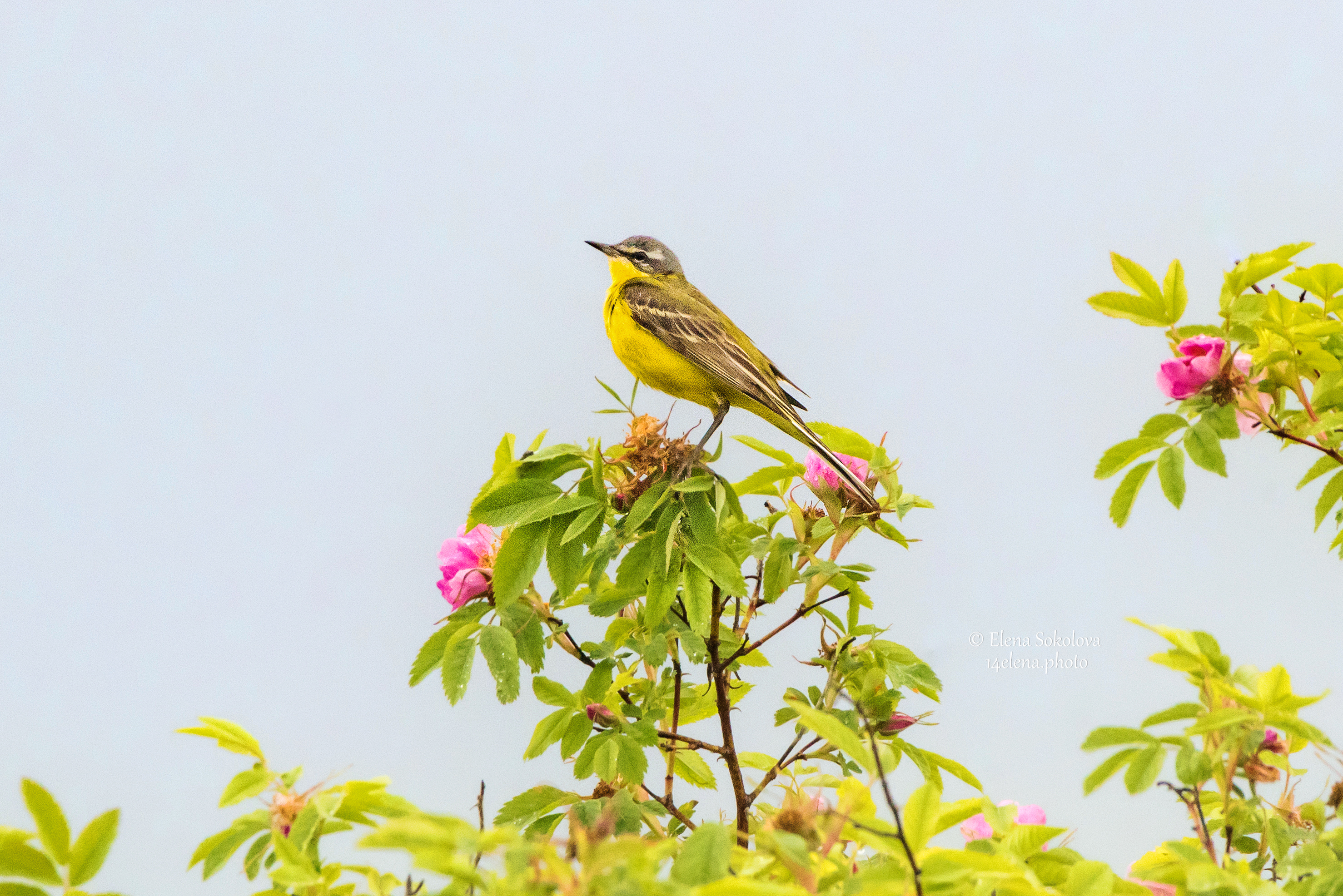 трясогузка желтая, птицы, Соколова Елена