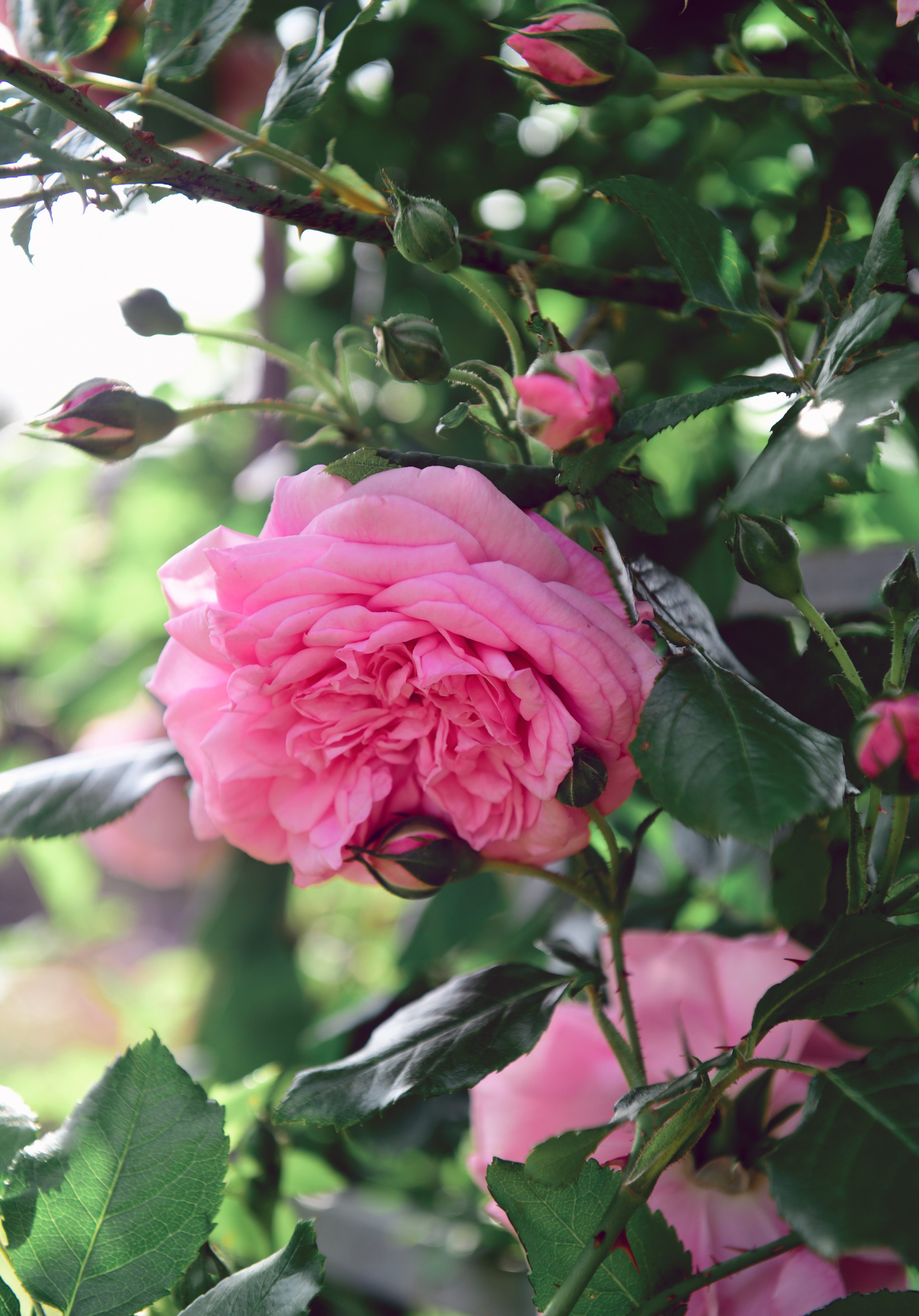 , Божена Пучко