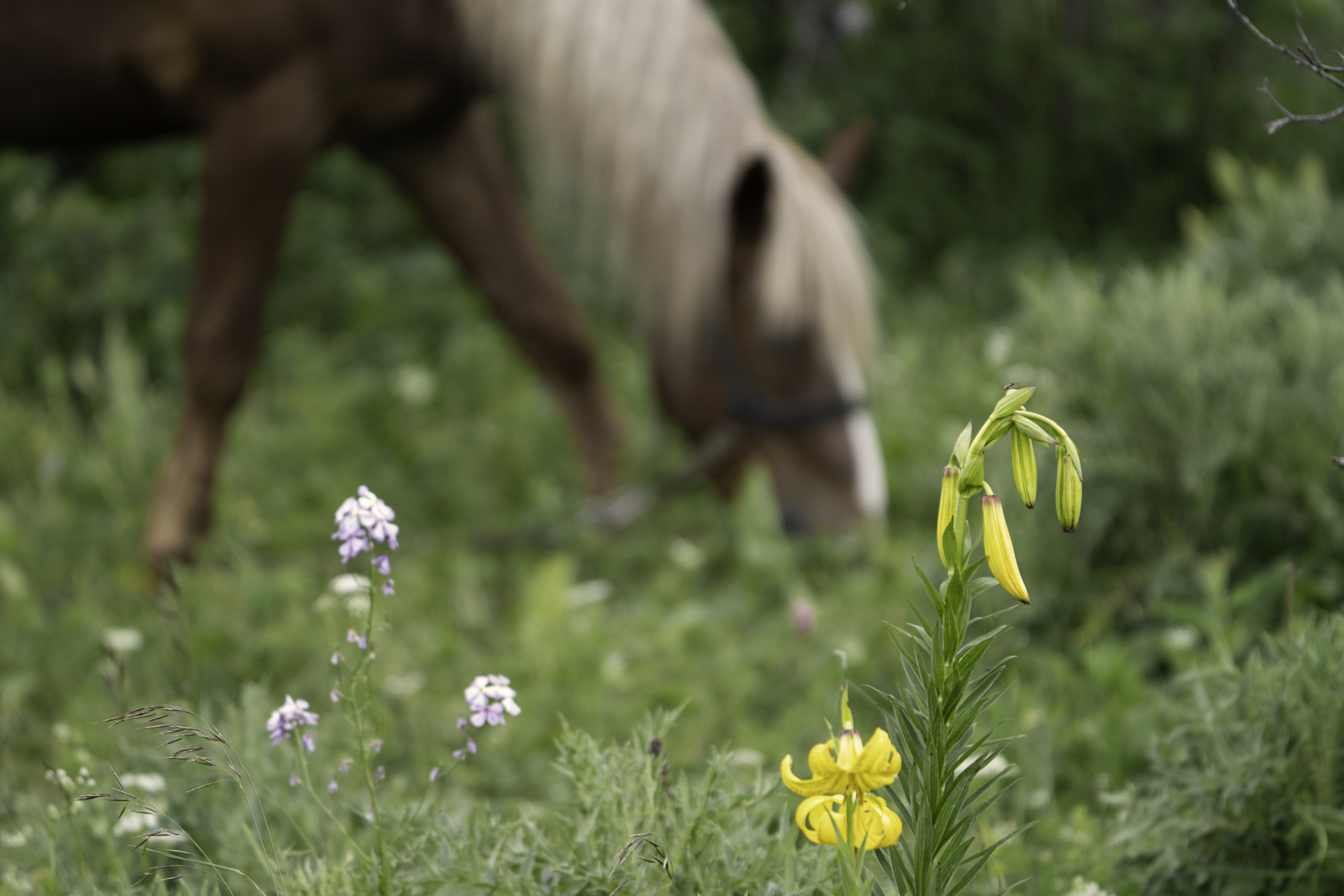 Россия, Краснодарский край, Мостовской район, Бароновы поляны, лошадь, Гаврилов Юрий