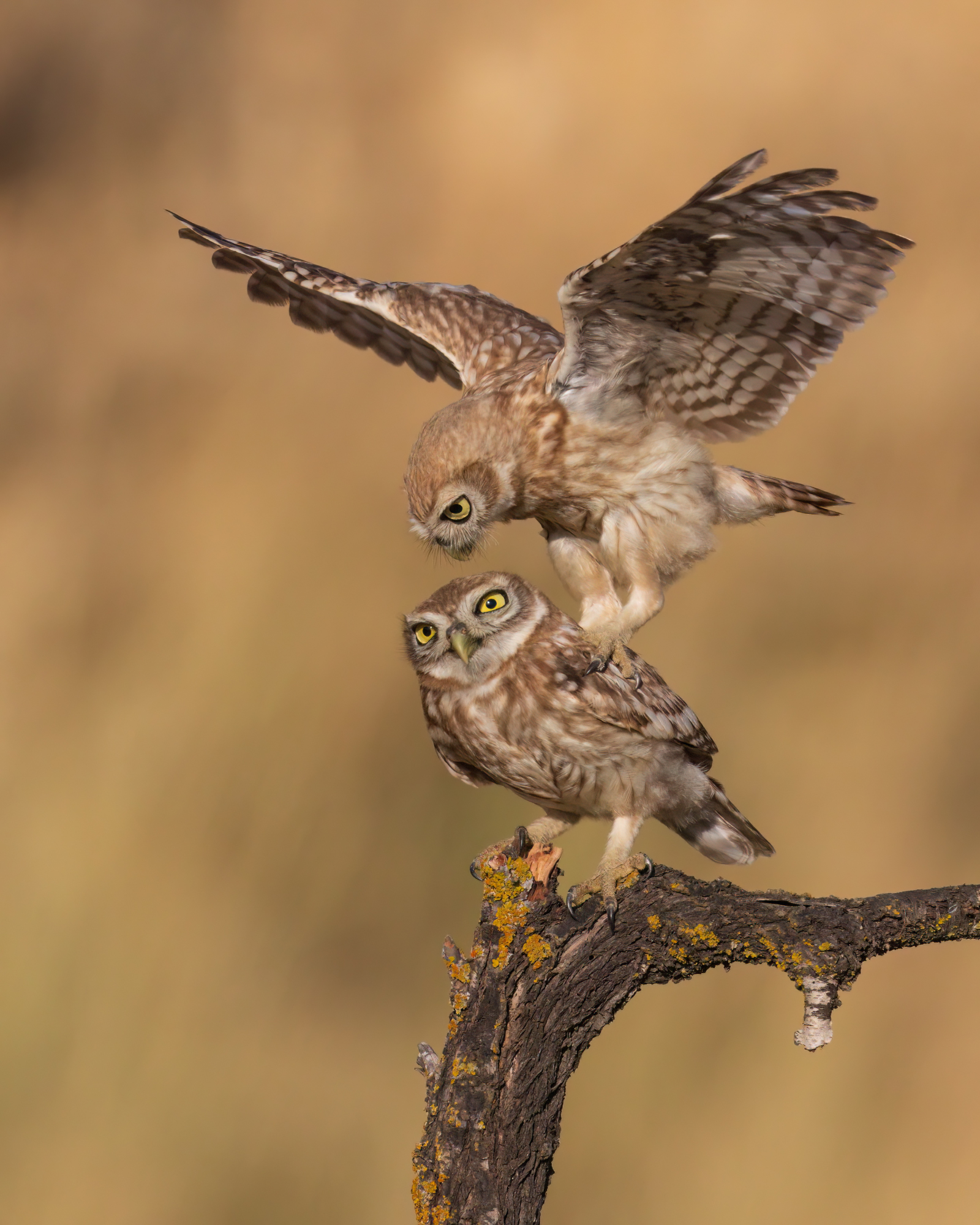 , Фруман Евгений