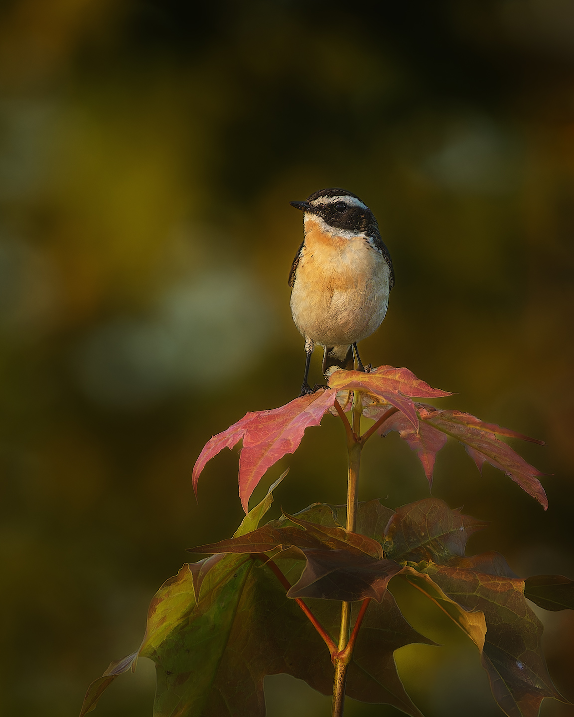 птички, фотоохота, чекан, Марголин Алексей