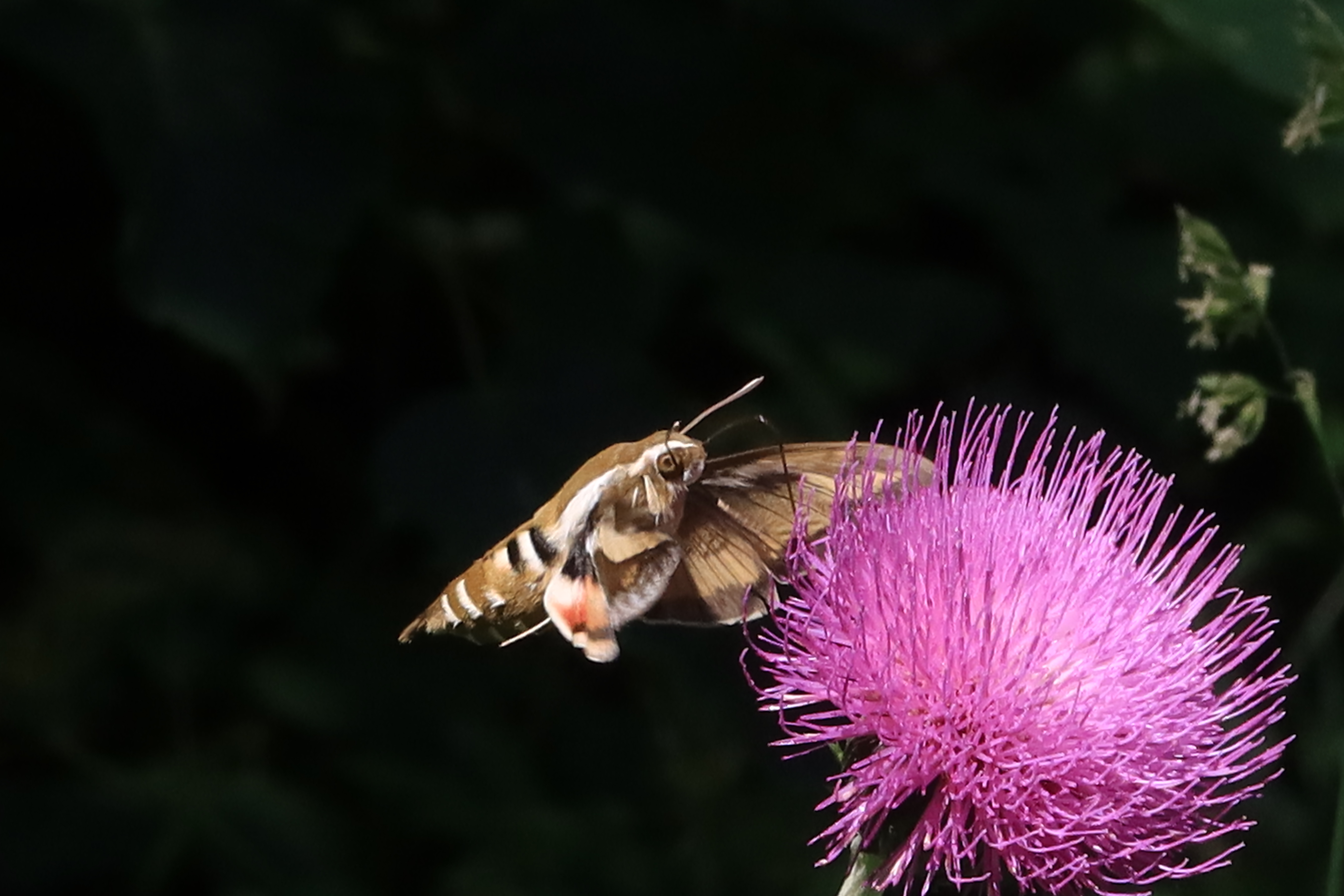 природа,репей,бабочка, Козлова Галина