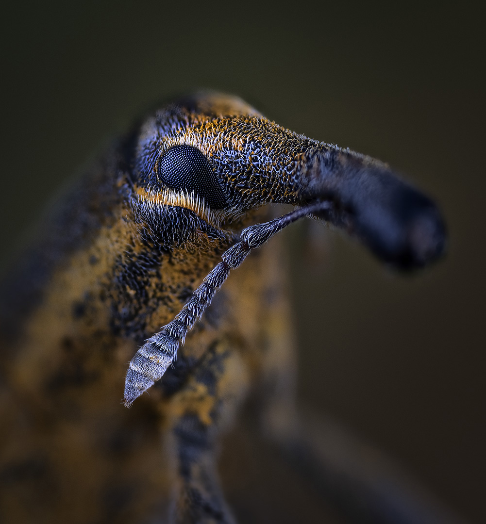 coleoptera, curculionidae, lixus iridis, Kavaliauskas Eugenijus