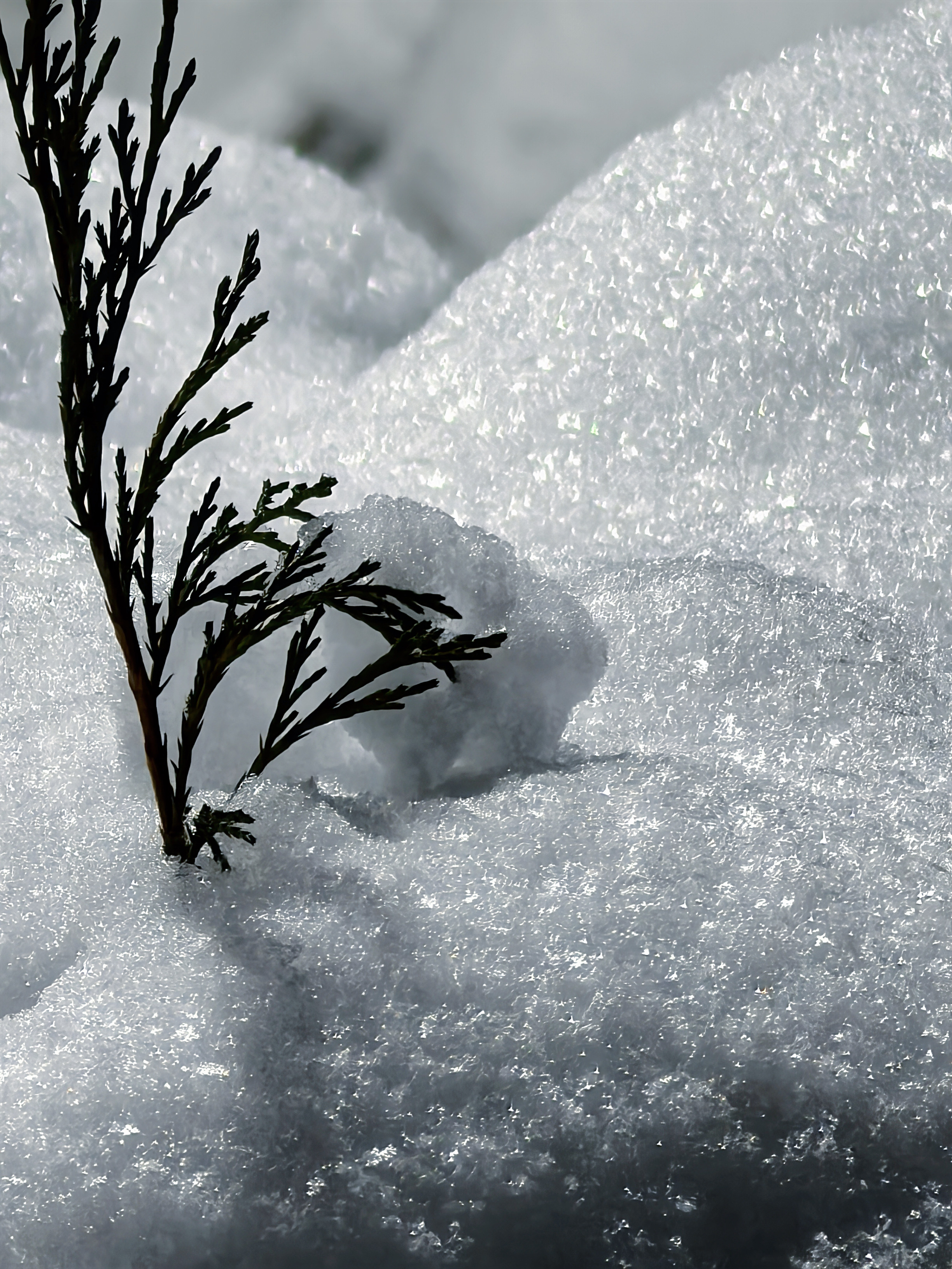 , Орлова Ксения