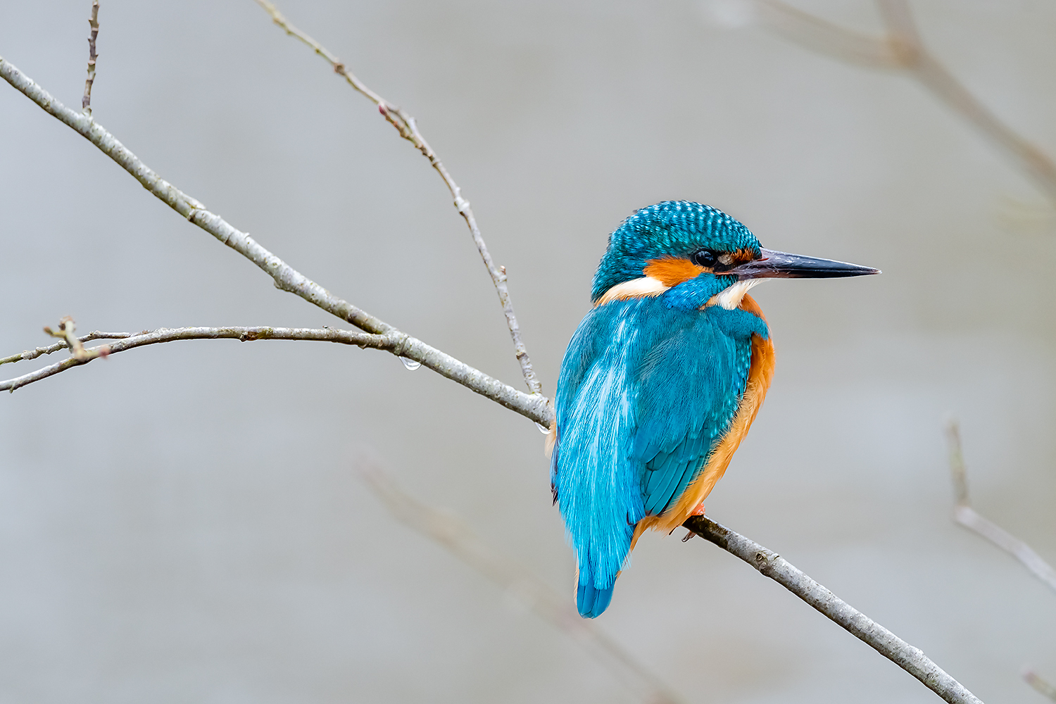 , Абросимов Александр