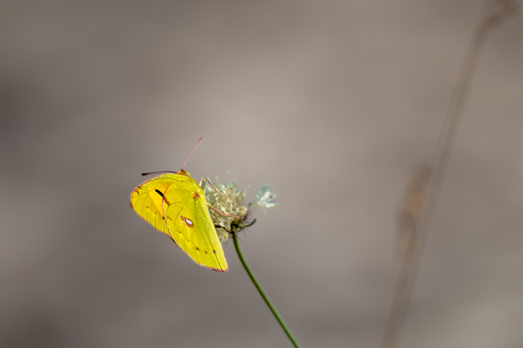 butterflies, insects, Sajkovski Dejan