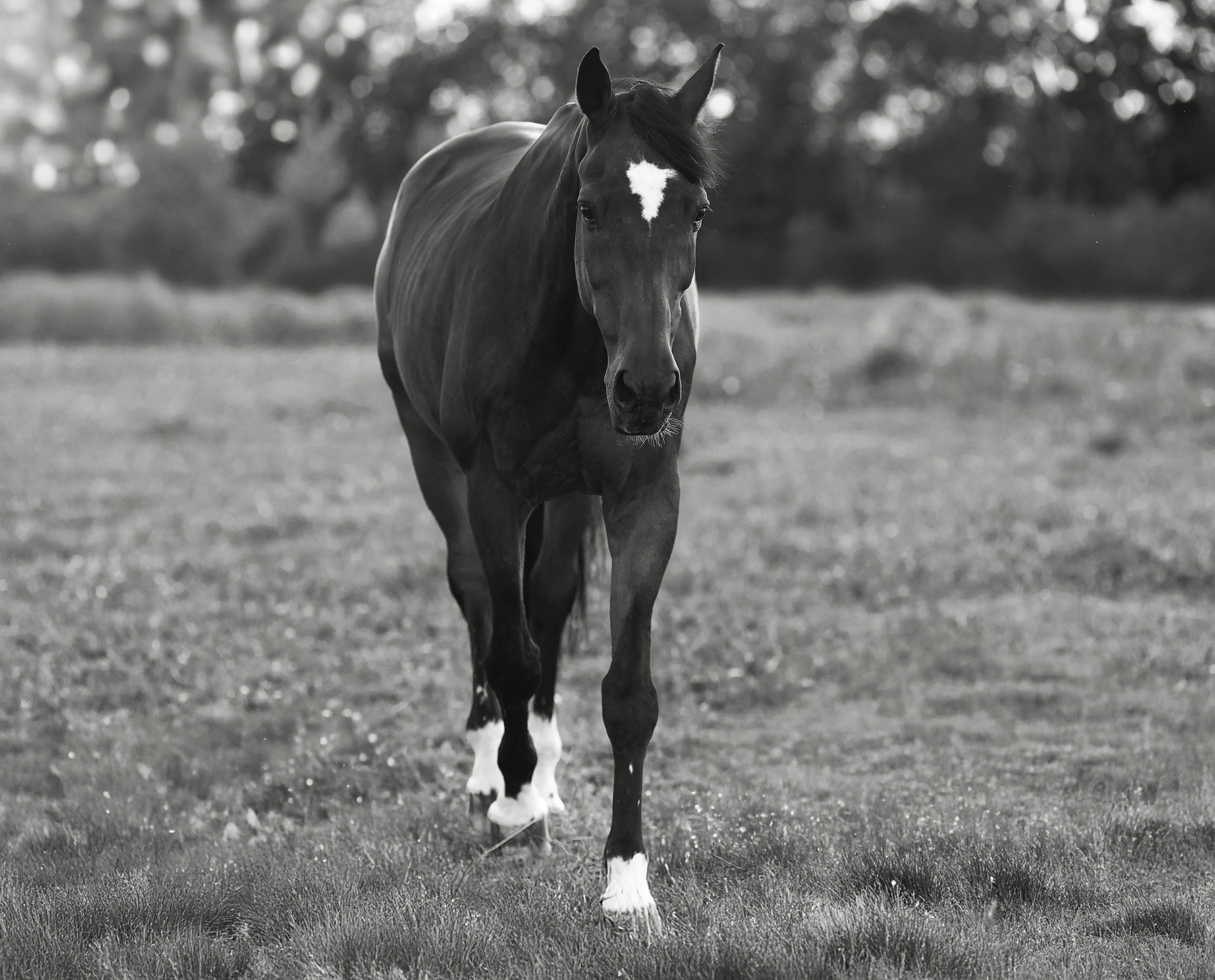 лошадь, поле, природа, прогулка, horse, field, nature, Стукалова Юлия