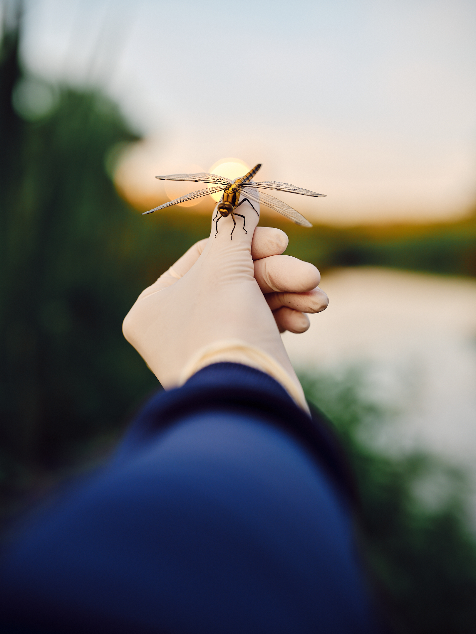 , Дыбов Дмитрий