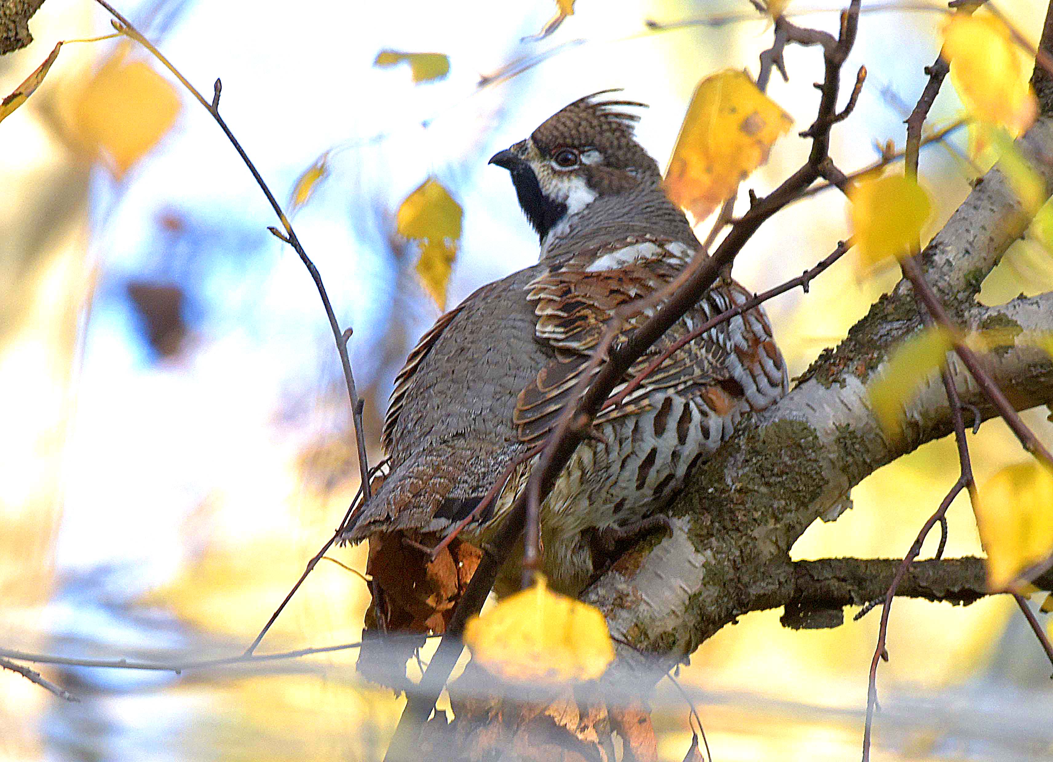 , Белоусов Михаил