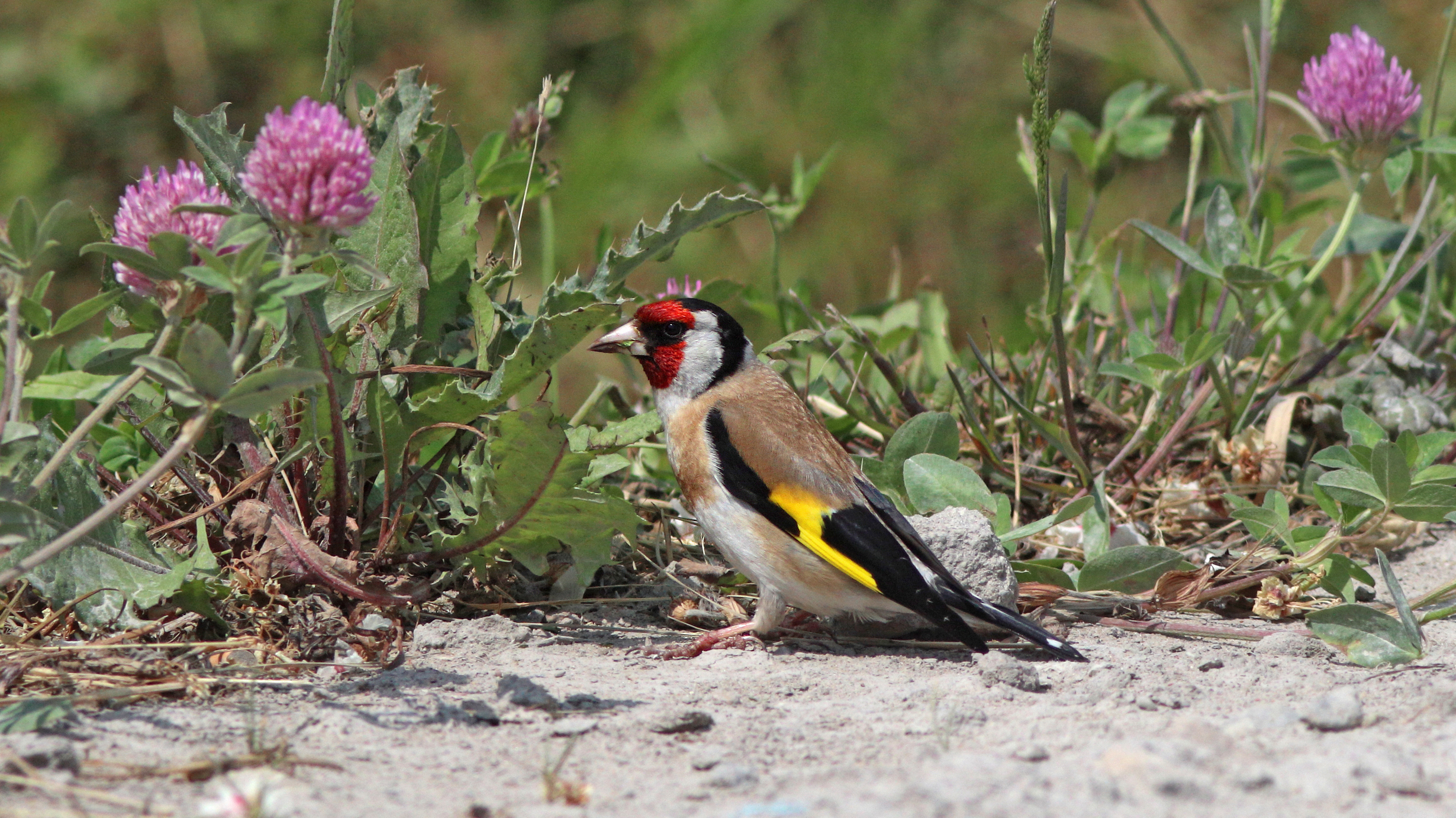 щегол, carduelis cardueli, seuropean goldfinch, Бондаренко Георгий