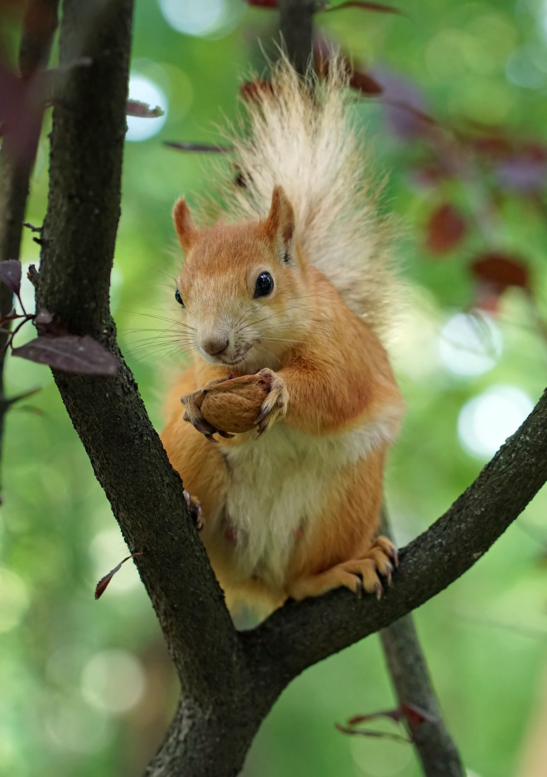 Белка, Чепленко Алексей