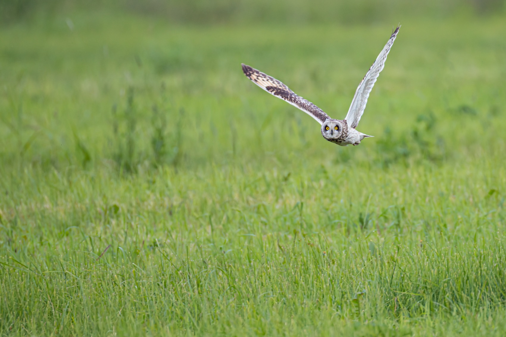 болотная сова, сова, птицы, Руслан Pl