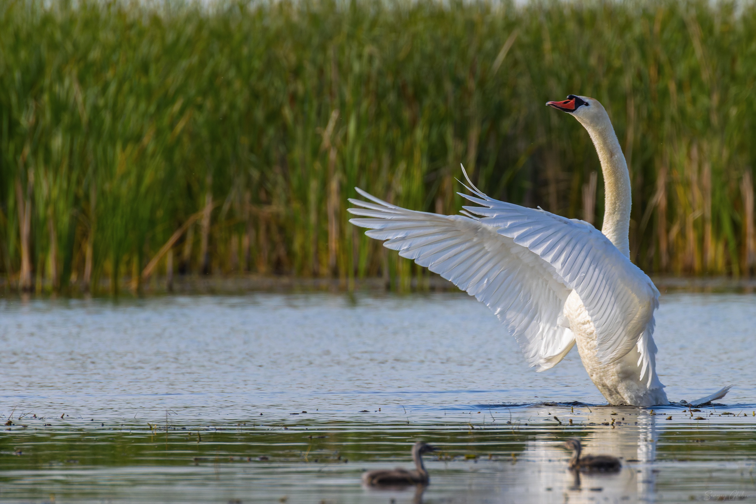 лебедь-шипун, птицы, пернатые, Глебов Сергей
