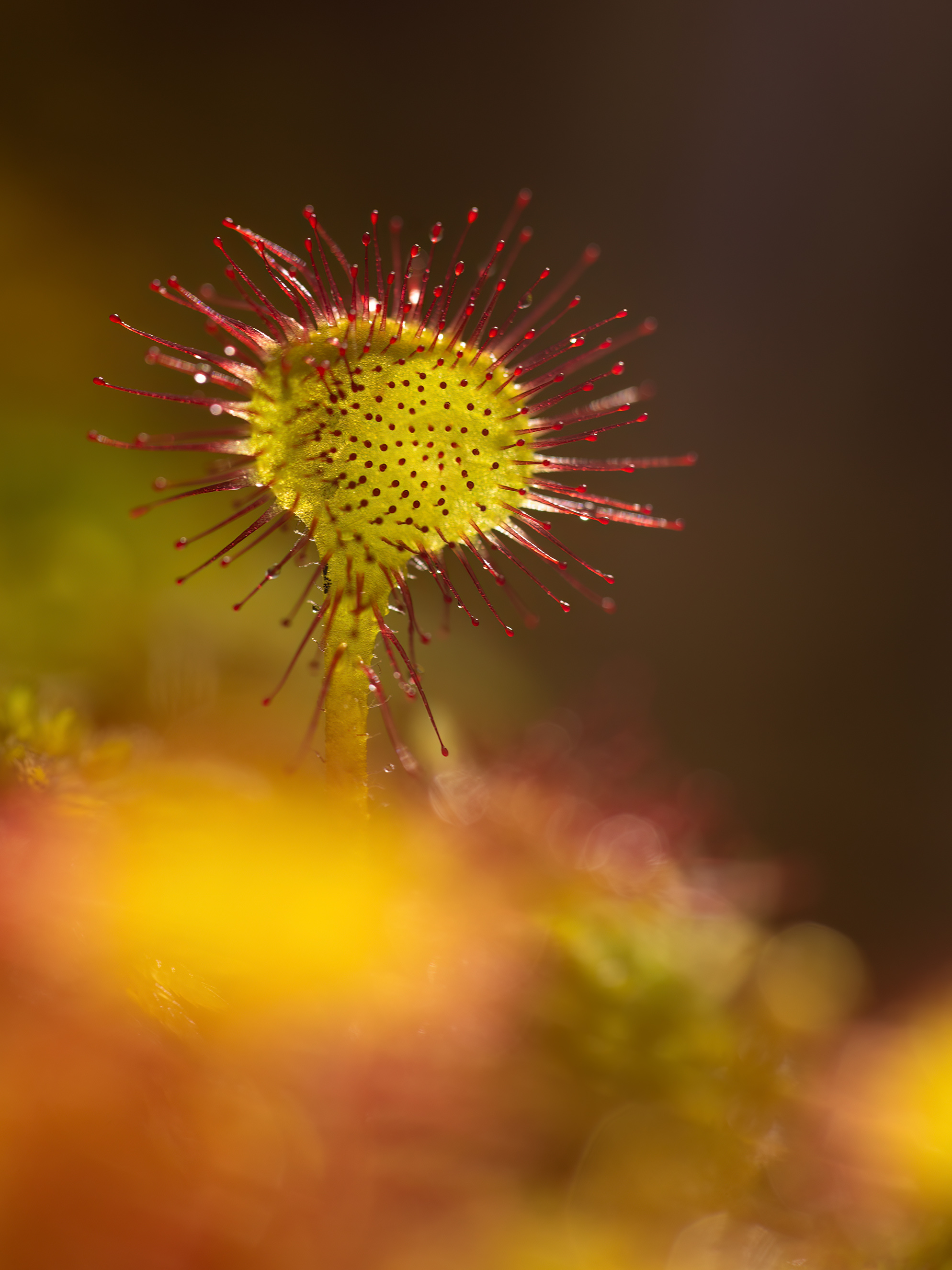 макро, природа, дикая природа, болото, арт, nature, wildlife, Пронин Денис