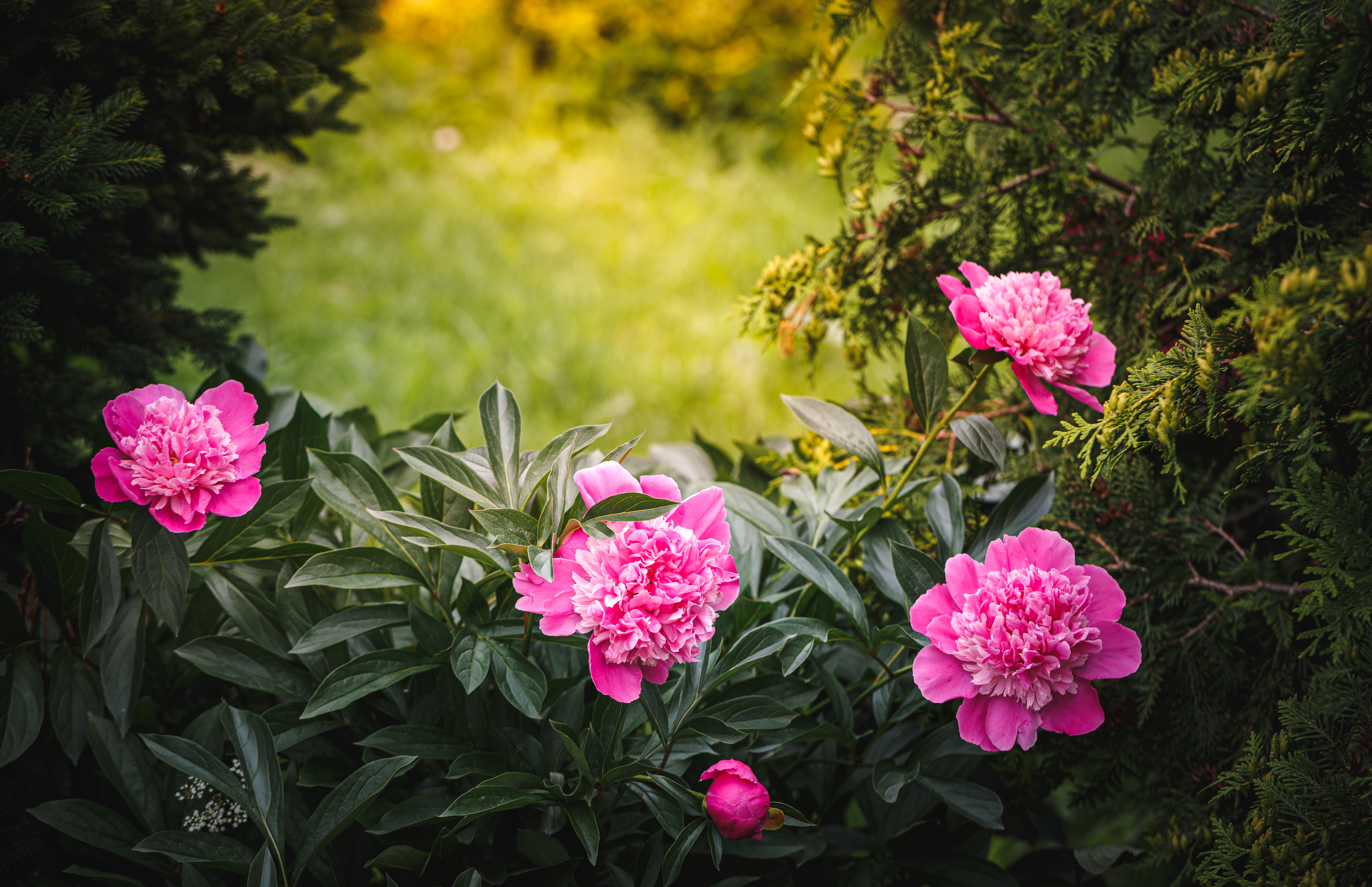 , Зеленько Дмитрий