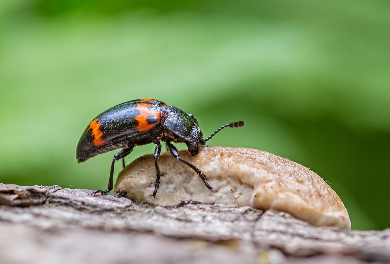 грибной жук episcapha morawitzi, Евгений Слободской