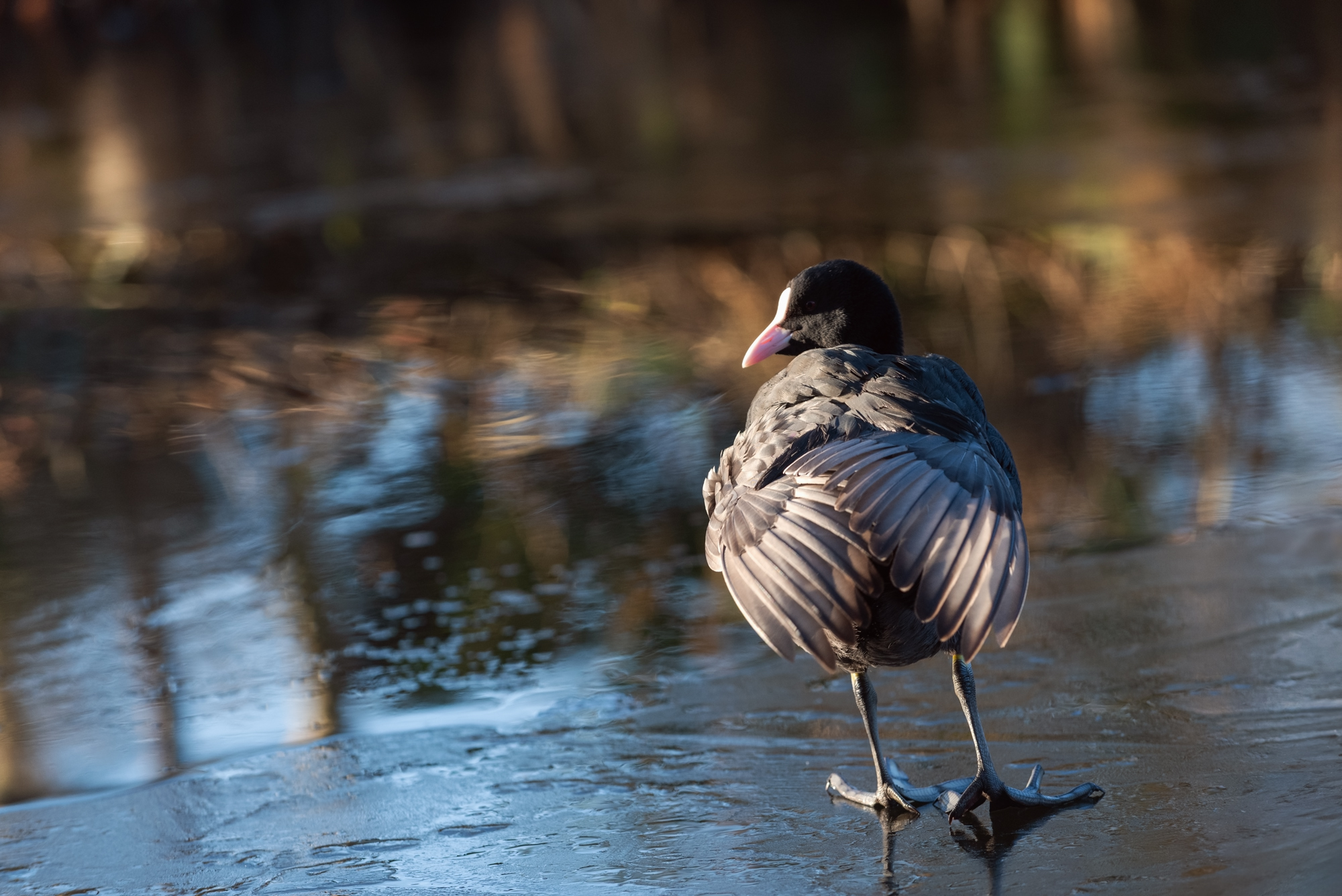 лысуха;, лёд;, весна;, мечты;, иллюзии;, fulica, atra;, eurasian, coot;, ice;, spring;, dreams;, illusions, Наталья Паклина